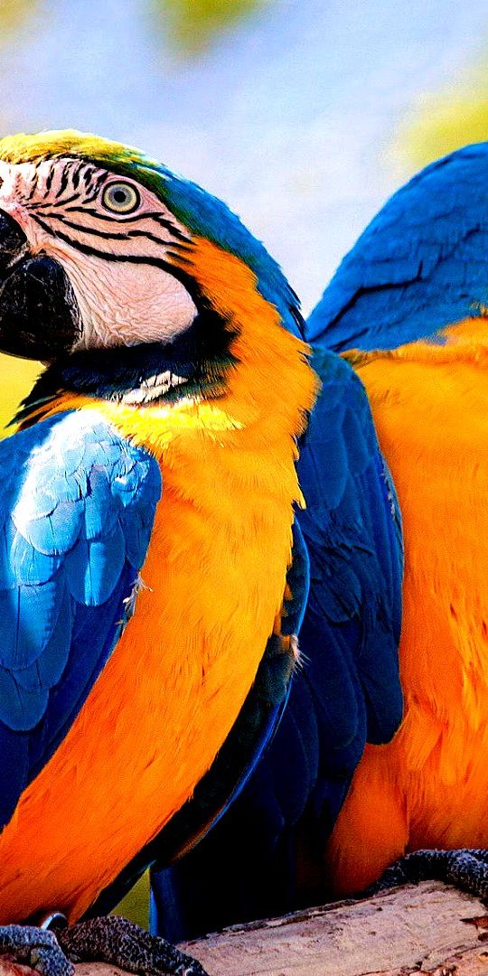 Papel de parede para celular: Arara, Animais, Aves, 314568 baixe o ...