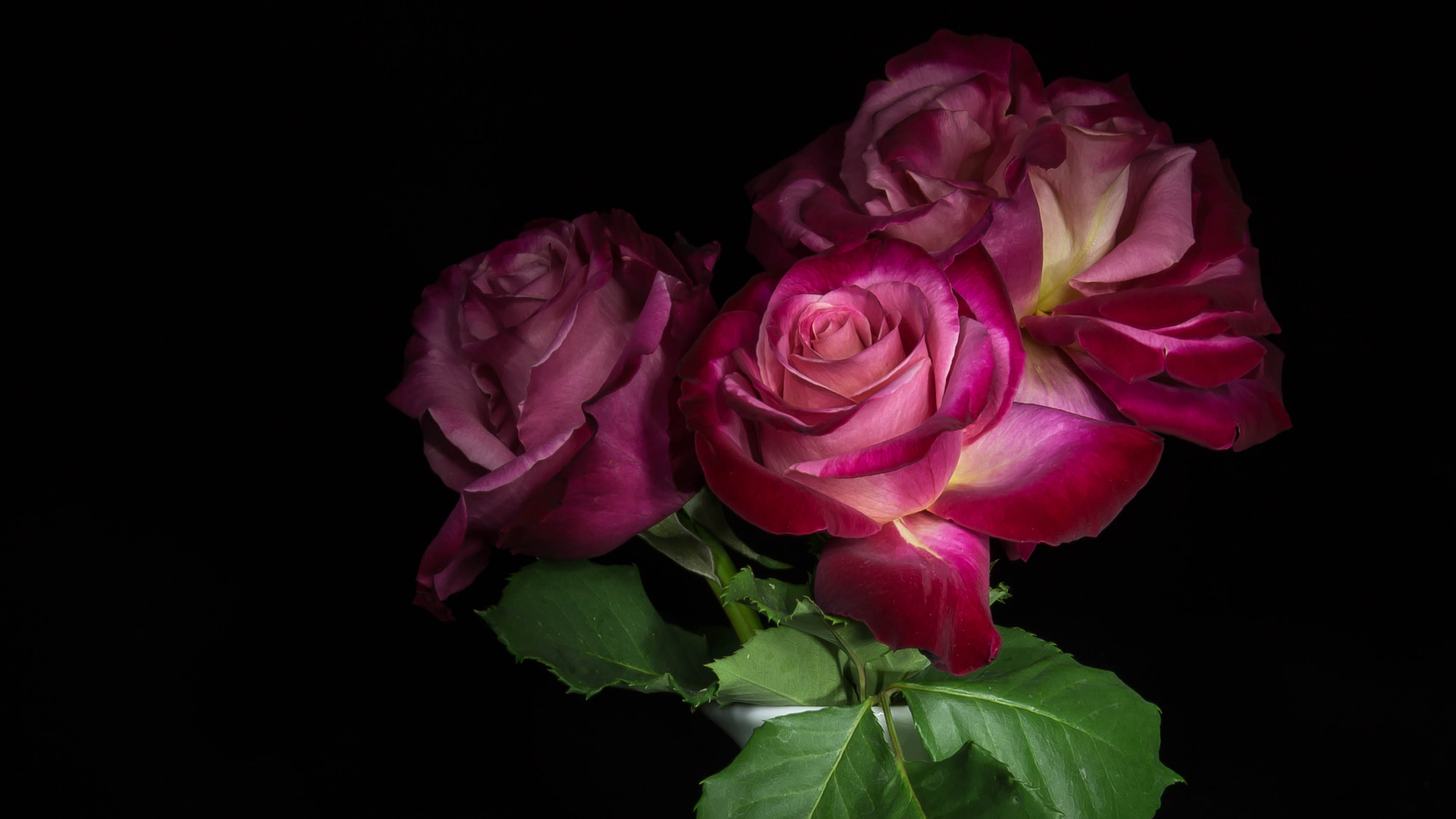 Laden Sie das Blumen, Blume, Rose, Blatt, Erde/natur, Pinke Blume-Bild kostenlos auf Ihren PC-Desktop herunter