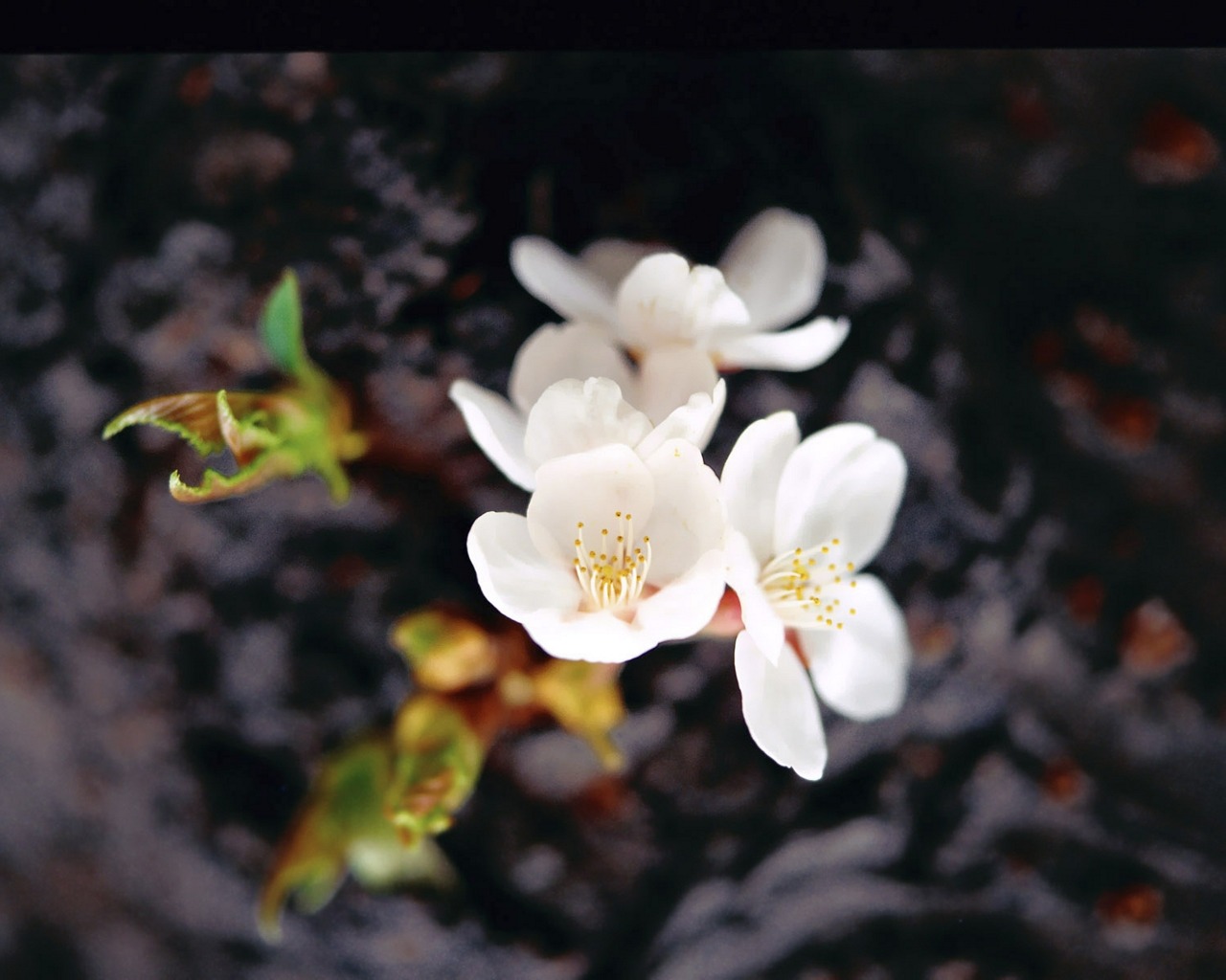 無料モバイル壁紙花, 地球をダウンロードします。