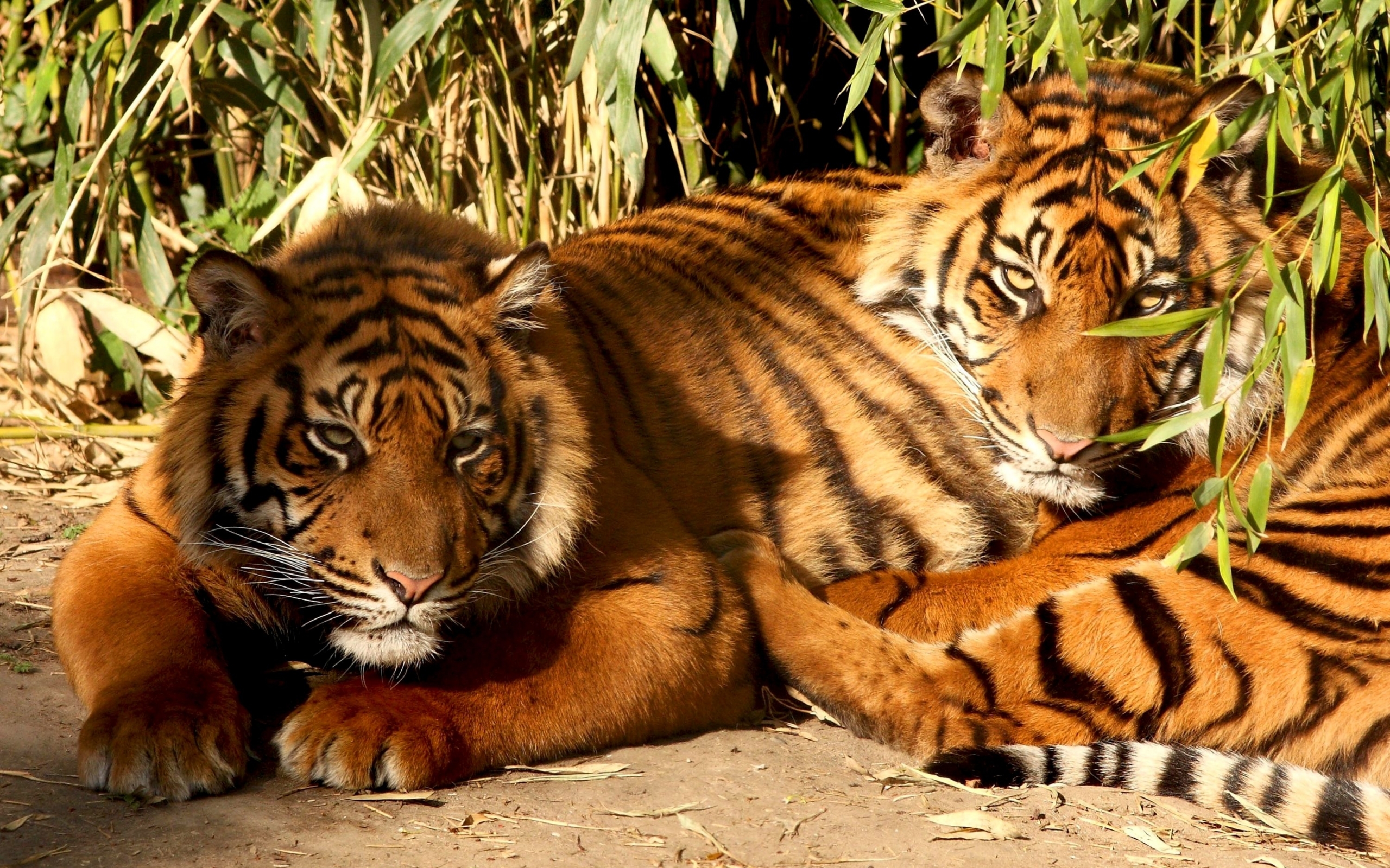 42647 Bild herunterladen tiere, tigers, orange - Hintergrundbilder und Bildschirmschoner kostenlos