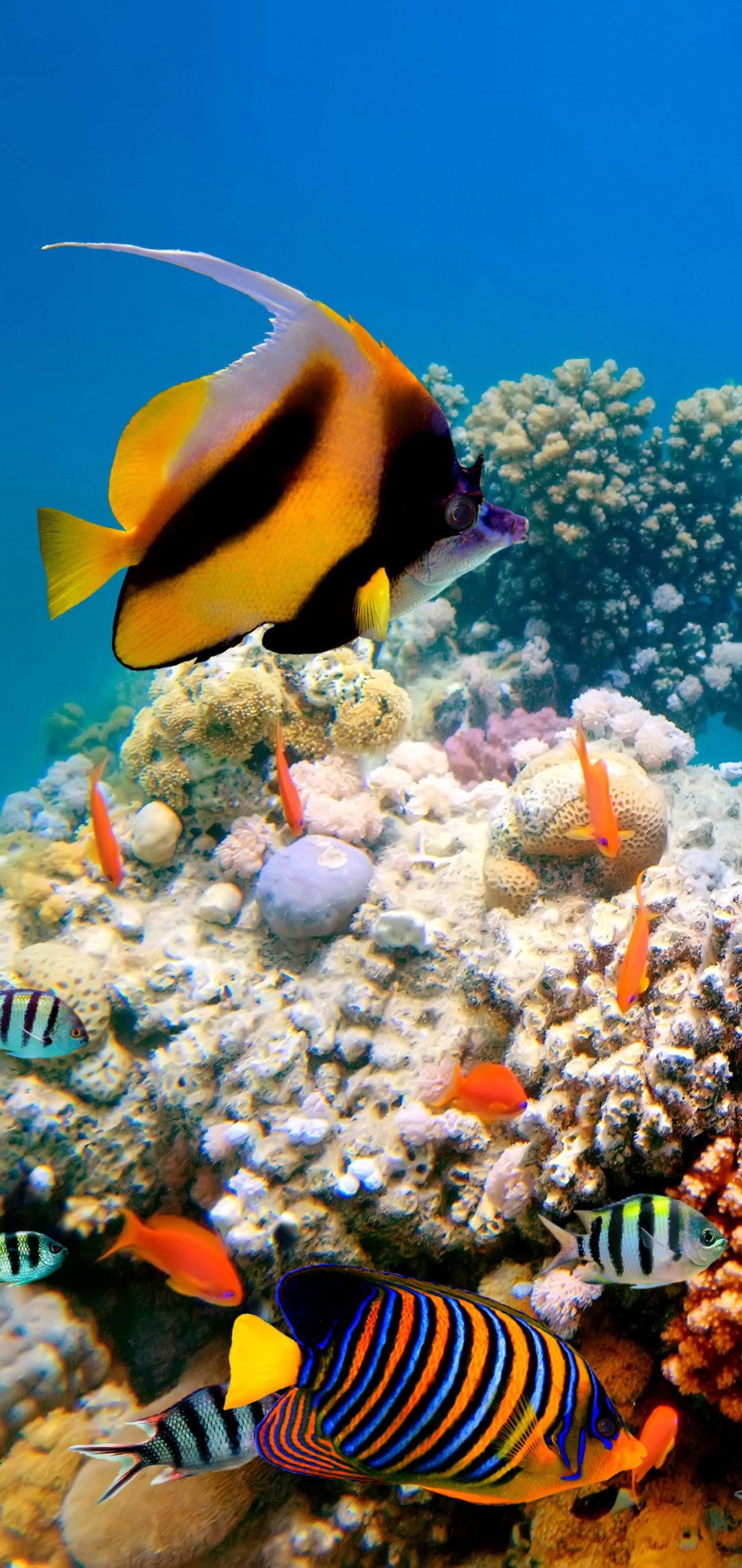 1164330 baixar papel de parede animais, peixe, tartaruga, recife de corais, embaixo da agua, peixes - protetores de tela e imagens gratuitamente