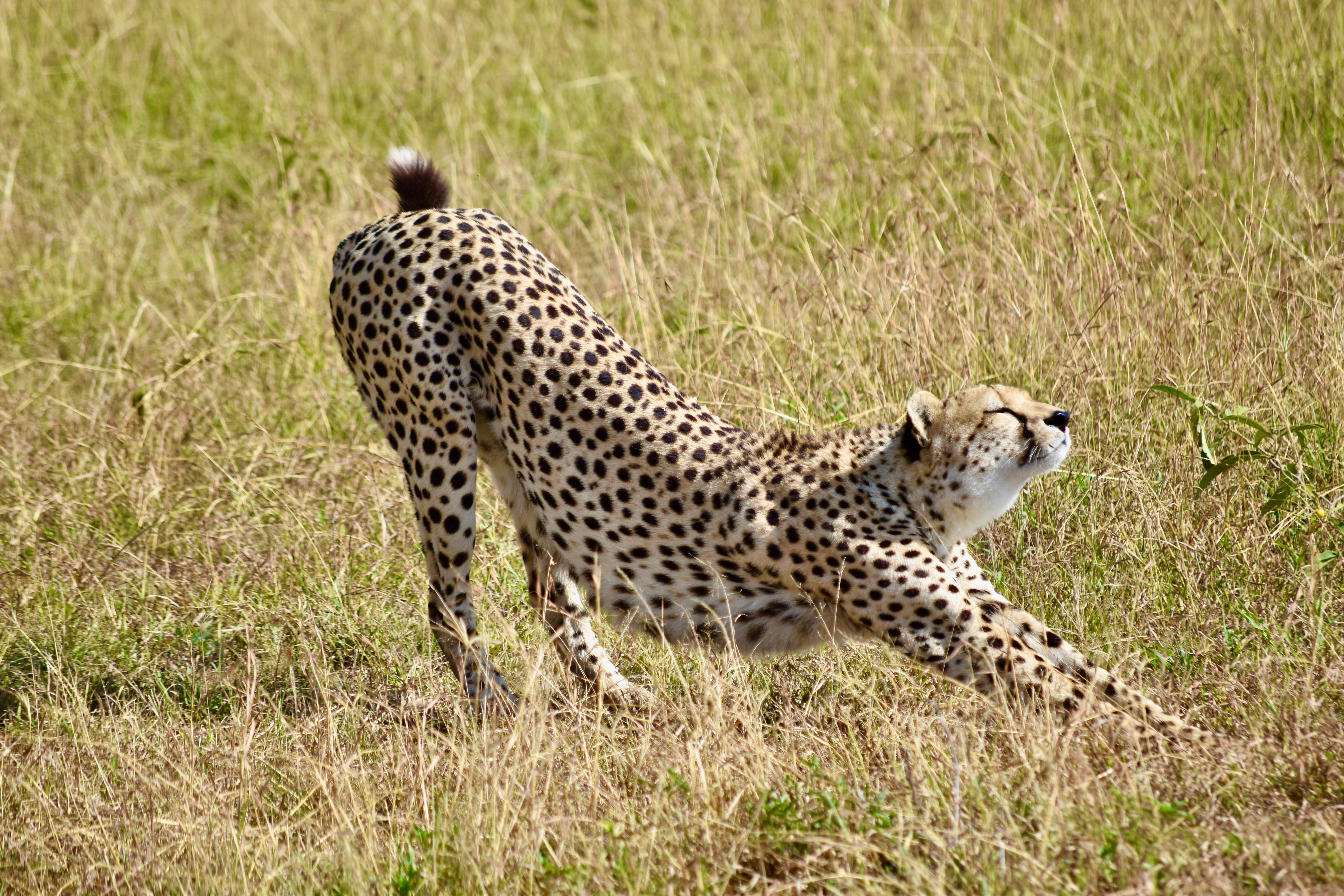 Free download wallpaper Grass, Big Cat, Animals, Predator, Cheetah on your PC desktop