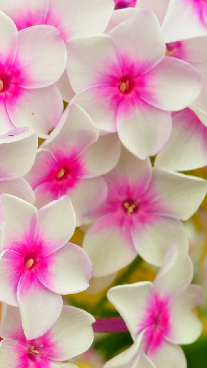 無料モバイル壁紙フラワーズ, 花, 閉じる, 地球, フロックス, 白い花をダウンロードします。