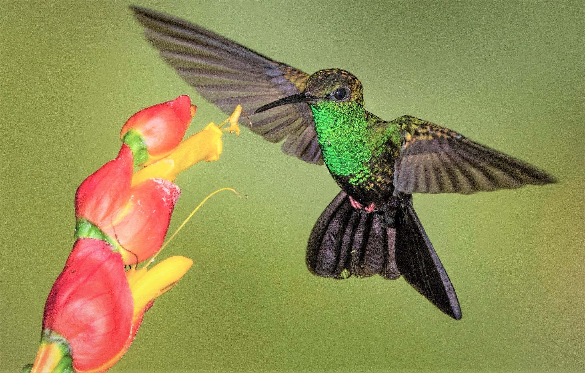 Téléchargez des papiers peints mobile Animaux, Fleur, Oiseau, Des Oiseaux, Colibri gratuitement.