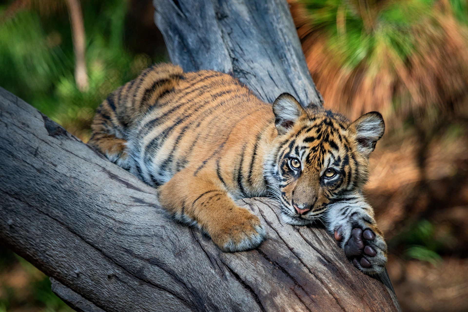 Download mobile wallpaper Cats, Tiger, Animal, Baby Animal, Cub for free.