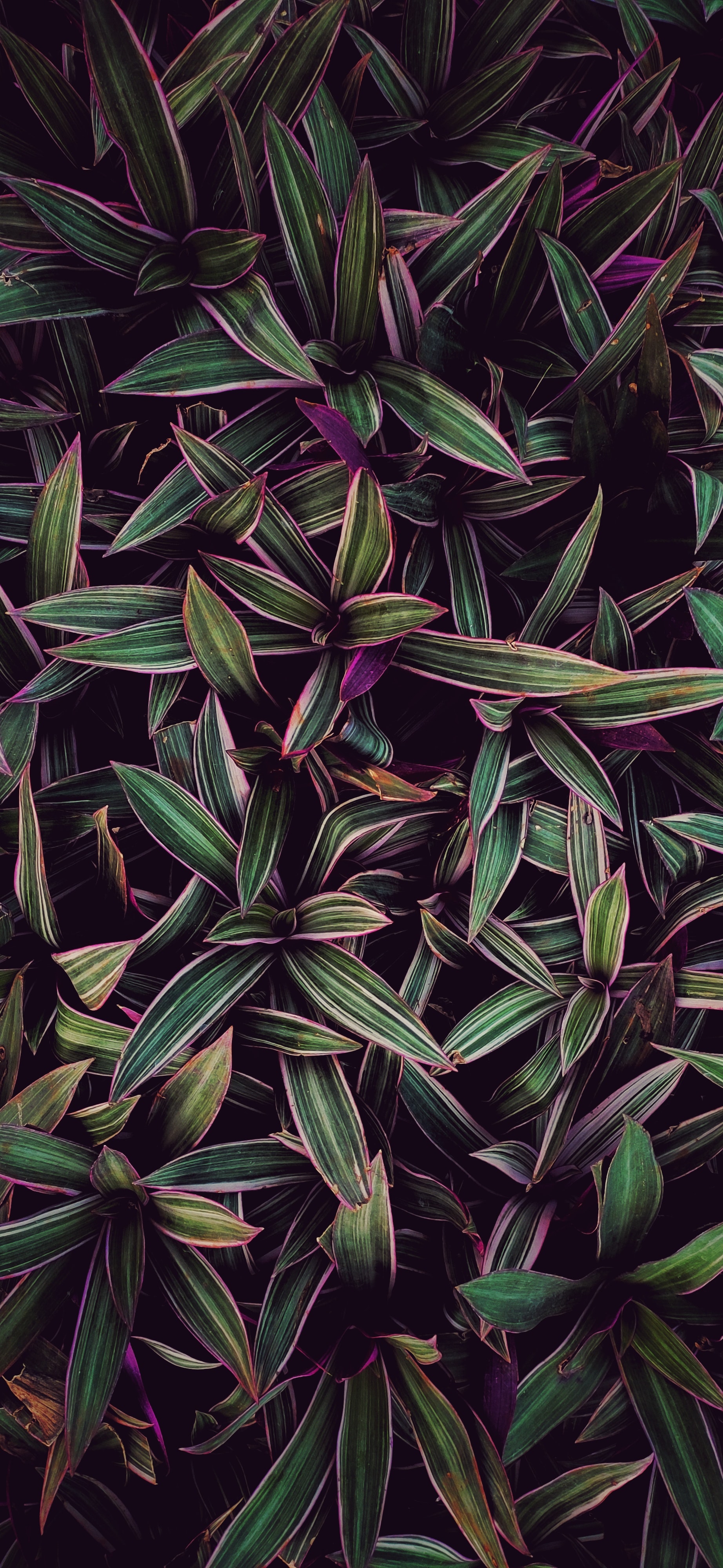 leaves, streaks, stripes, dark, purple, plants