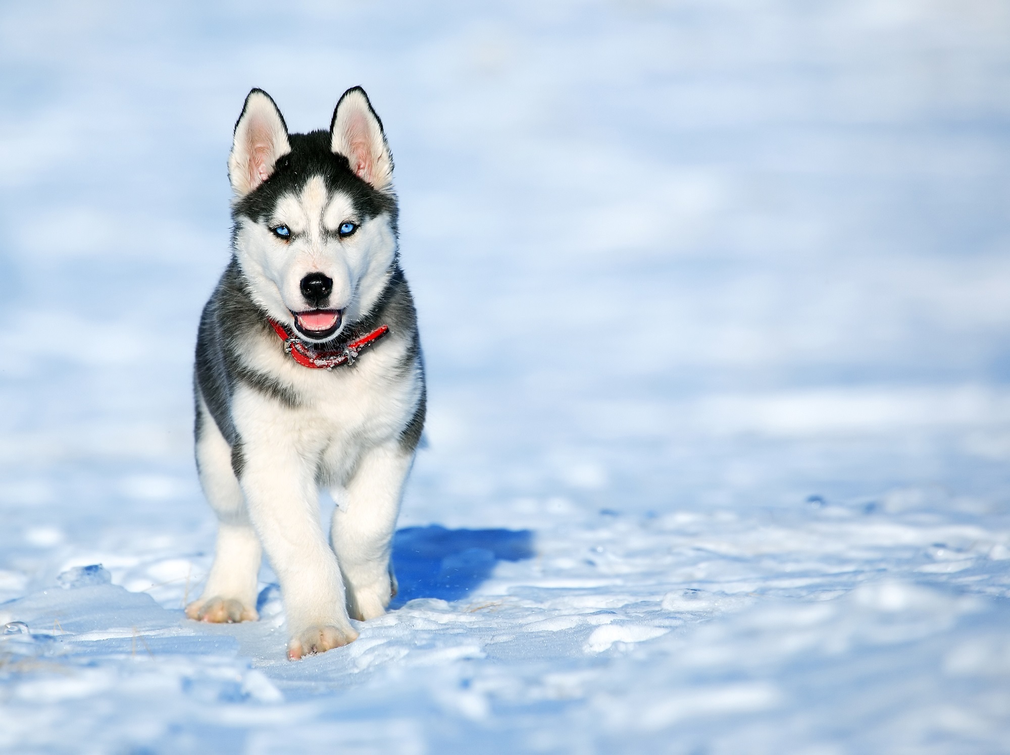 Download mobile wallpaper Dogs, Snow, Dog, Animal, Puppy, Husky, Blue Eyes for free.