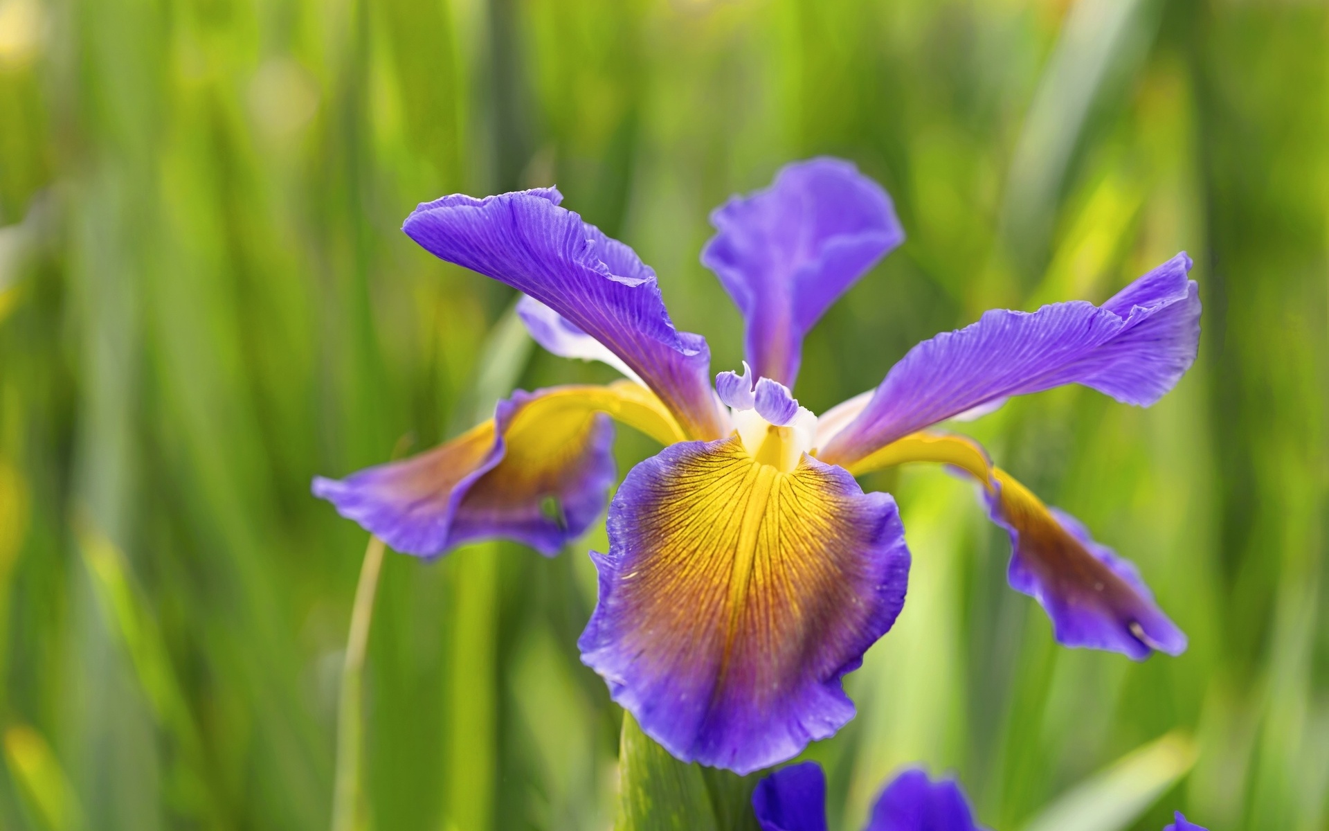 Descarga gratuita de fondo de pantalla para móvil de Iris, Flores, Flor, Tierra/naturaleza.