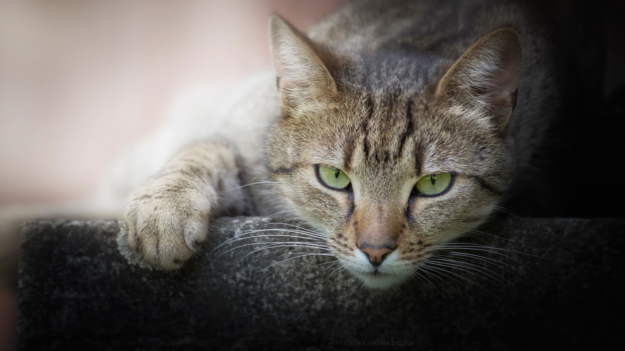 Baixar papel de parede para celular de Animais, Gatos, Gato, Olhar Fixamente gratuito.