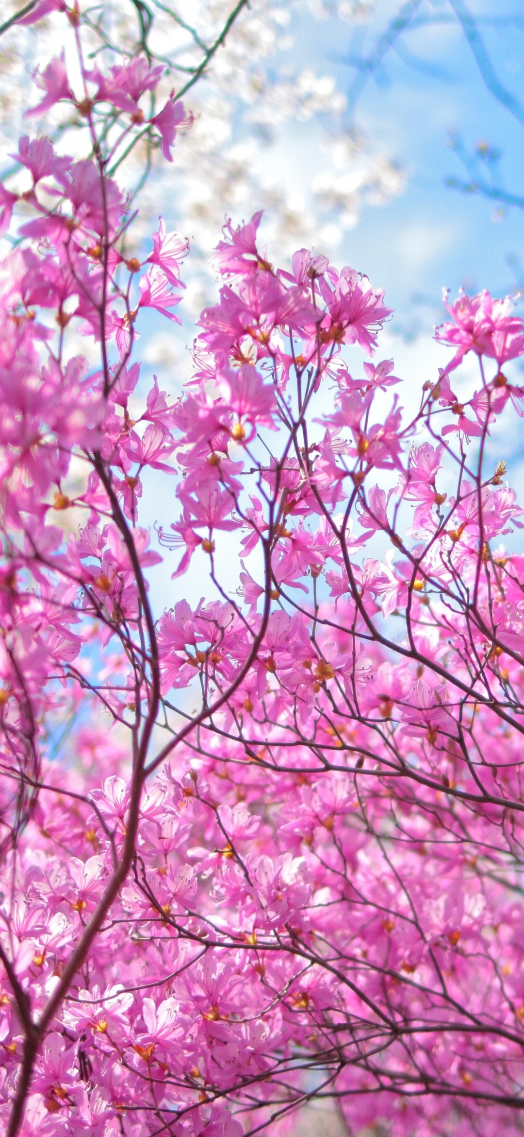 Download mobile wallpaper Flowers, Branch, Earth, Cherry Blossom, Blossom, Pink Flower for free.