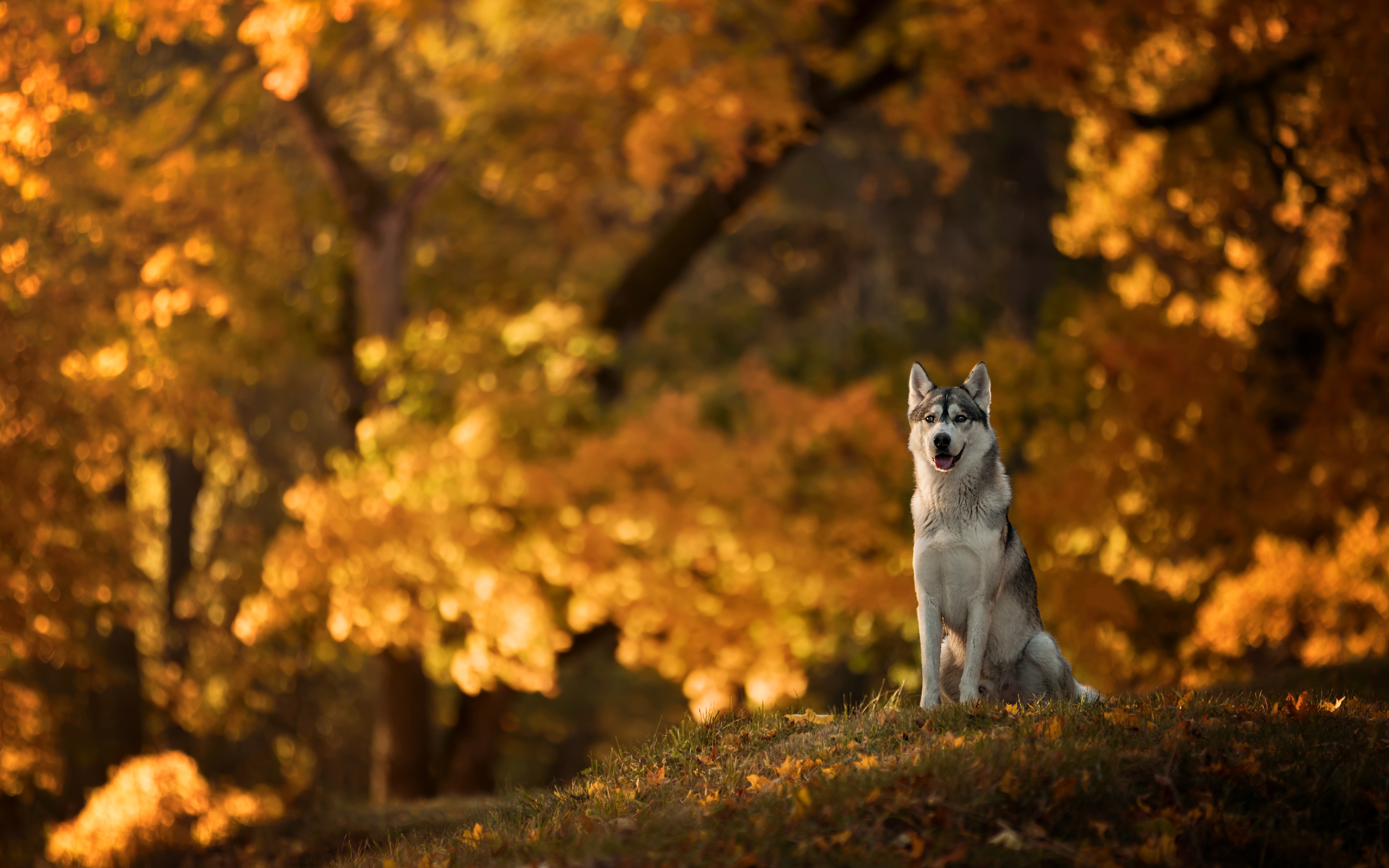 無料モバイル壁紙動物, 秋, 犬, ハスキー, 被写界深度をダウンロードします。