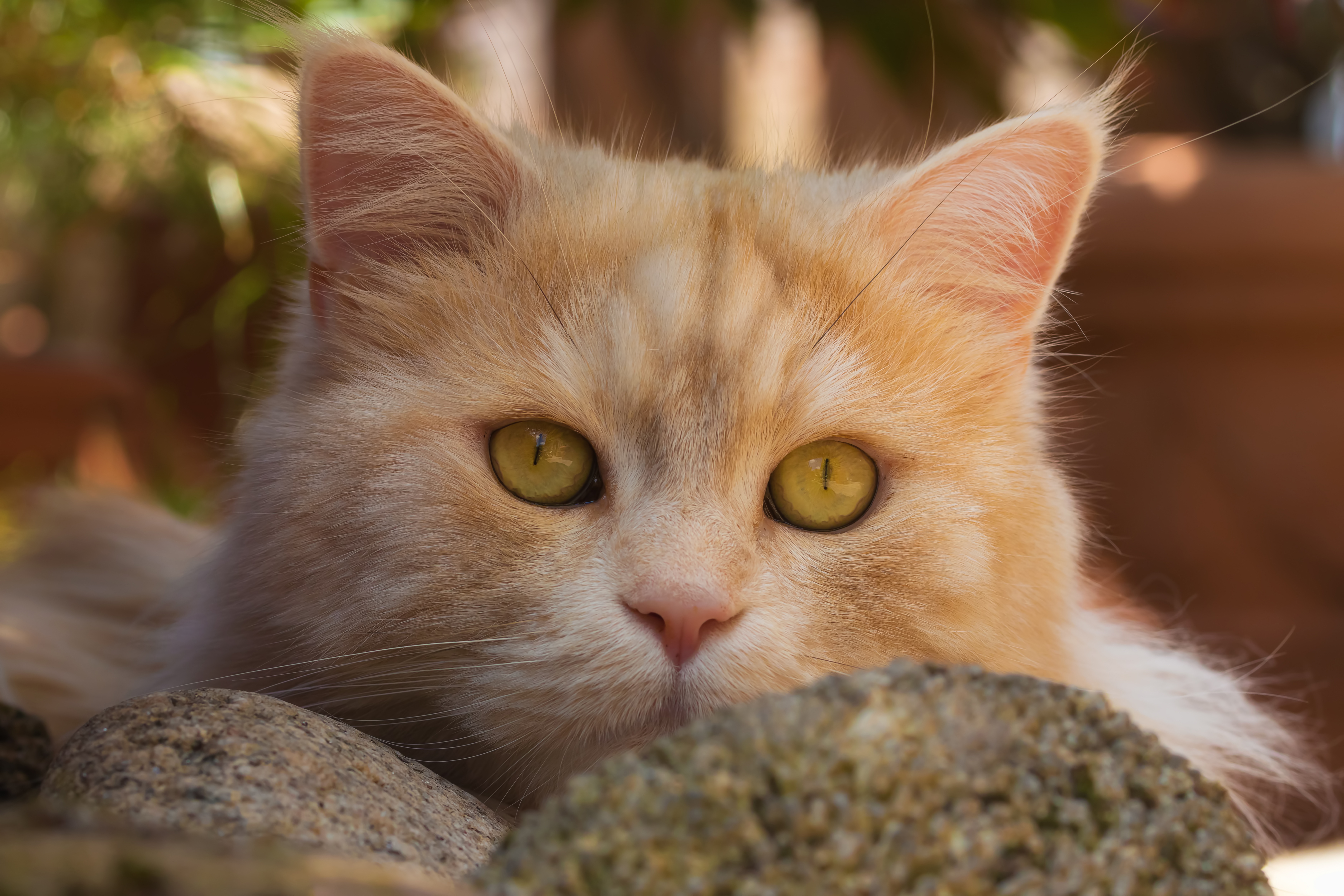 Descarga gratis la imagen Animales, Gatos, Gato, De Cerca, Mirar Fijamente en el escritorio de tu PC