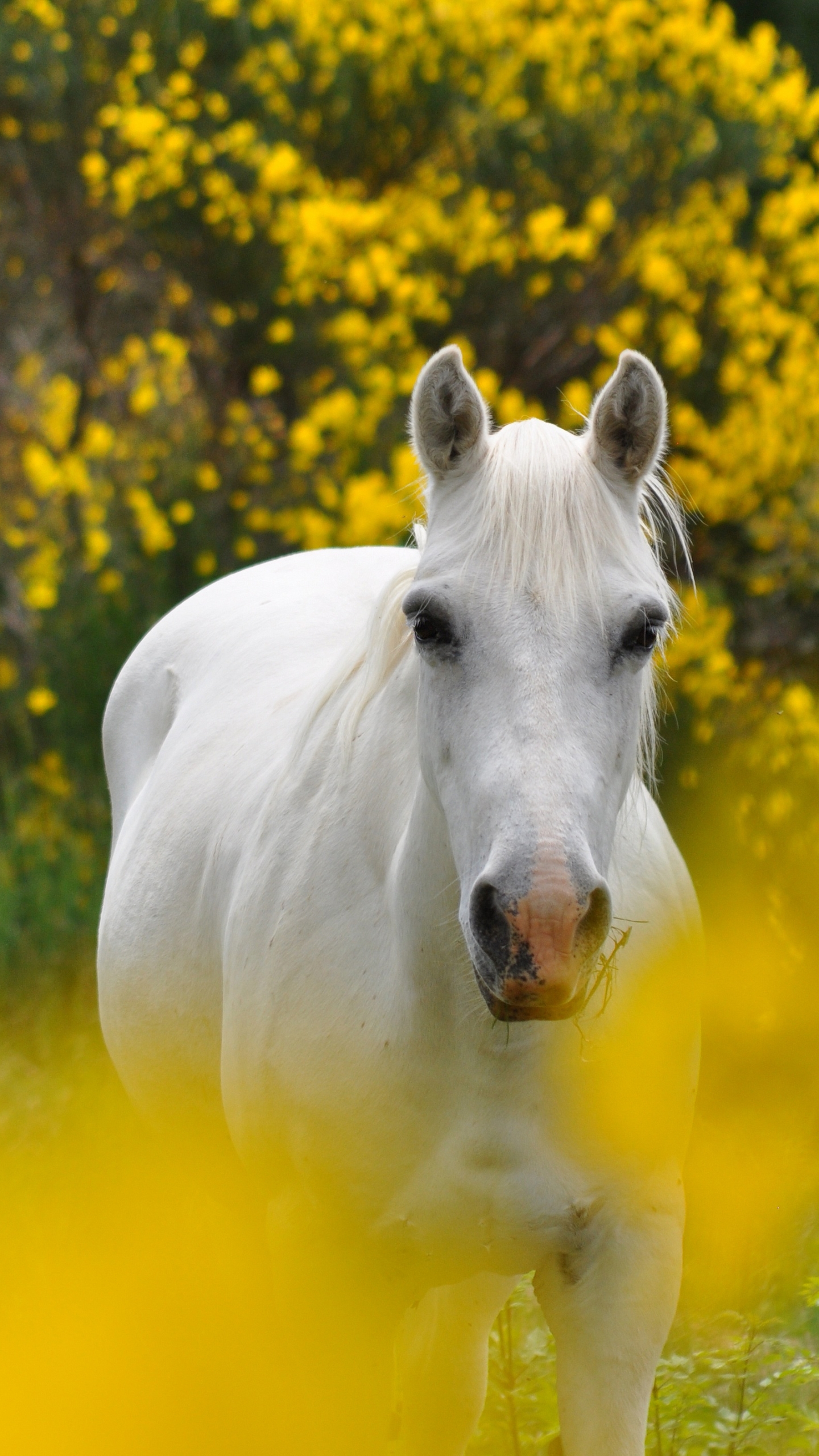 Descarga gratuita de fondo de pantalla para móvil de Animales, Caballo.