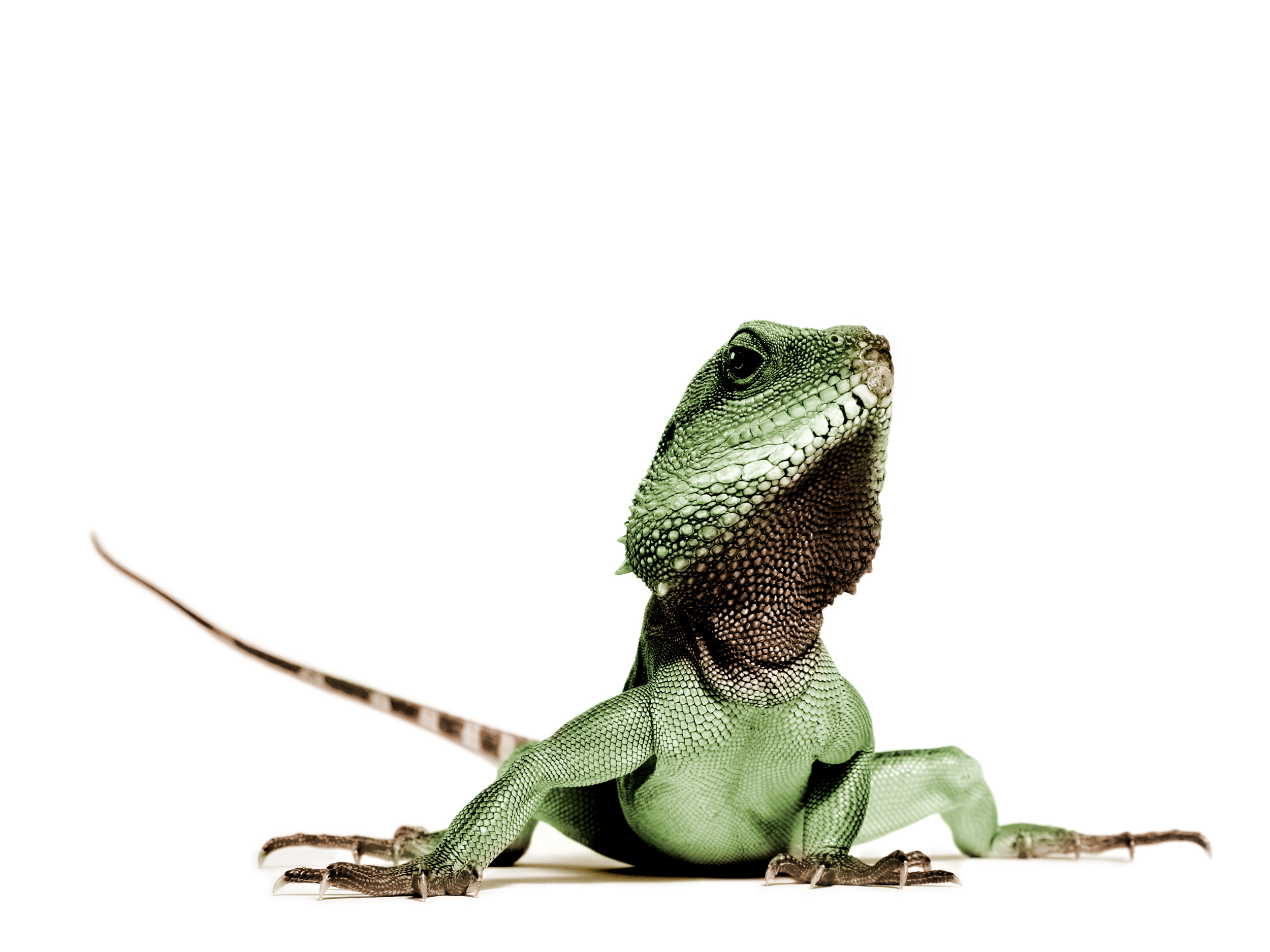 Téléchargez des papiers peints mobile Iguane, Reptiles, Animaux gratuitement.