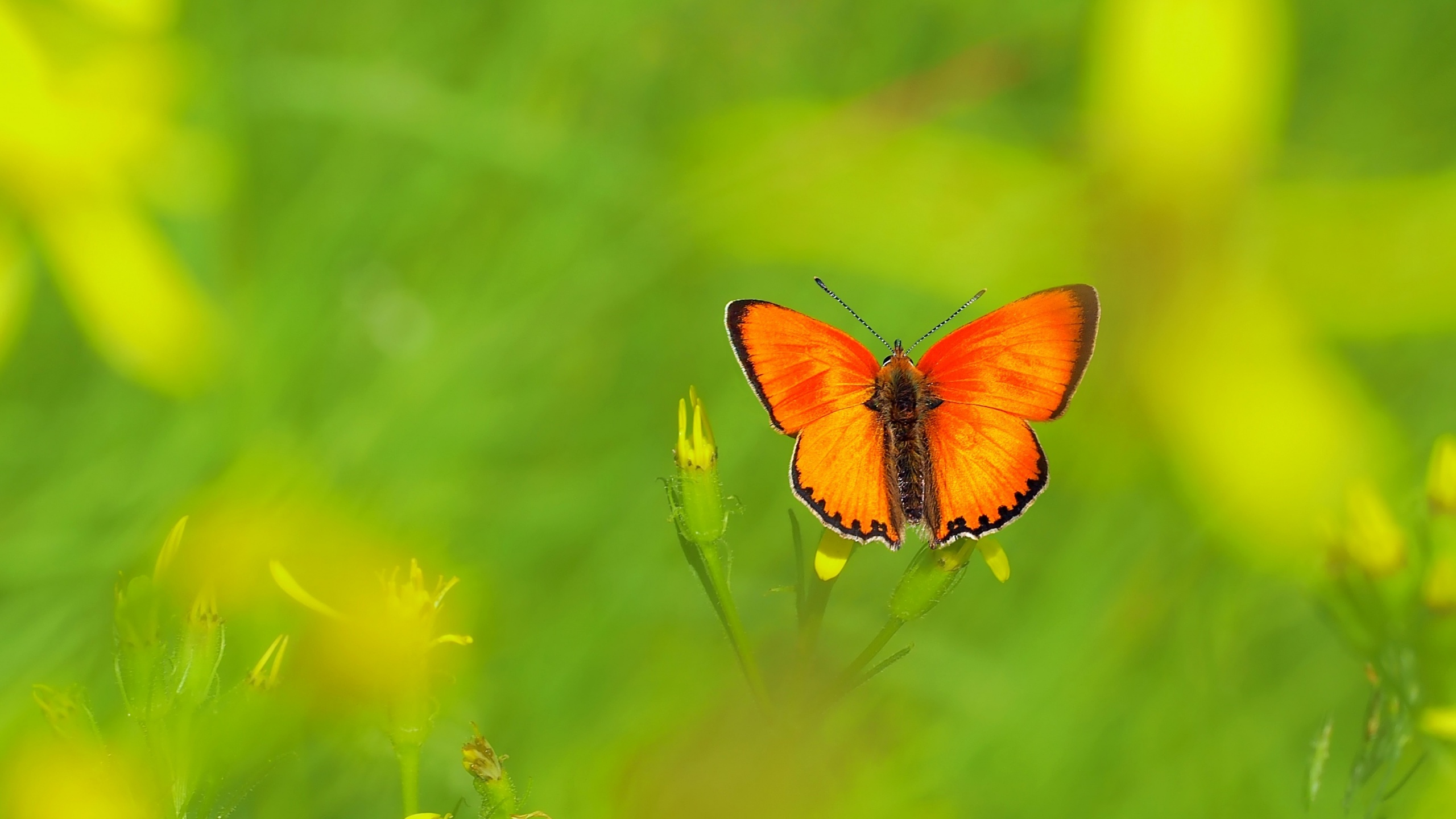 Handy-Wallpaper Tiere, Schmetterlinge, Orange Farbe) kostenlos herunterladen.