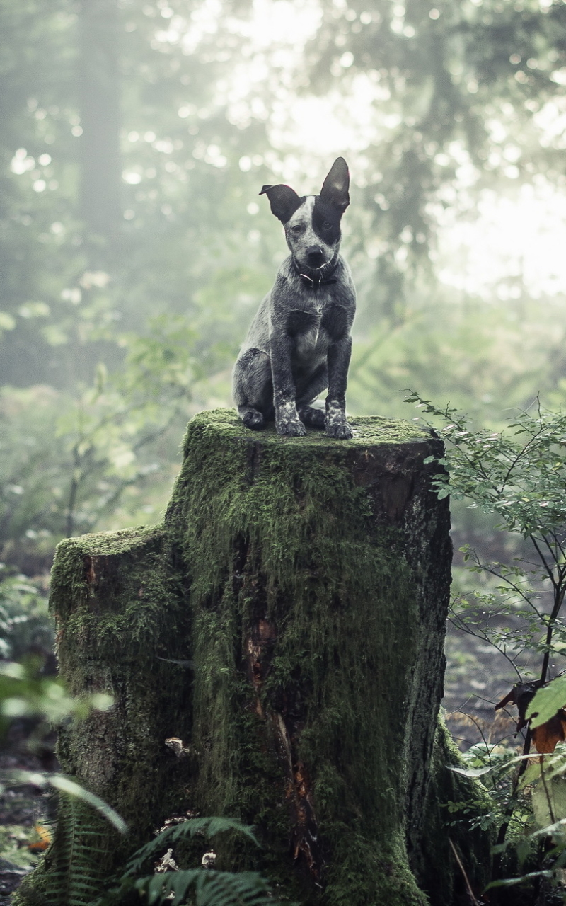 Download mobile wallpaper Dogs, Dog, Animal, Puppy, Stump, Cute, Australian Cattle Dog for free.