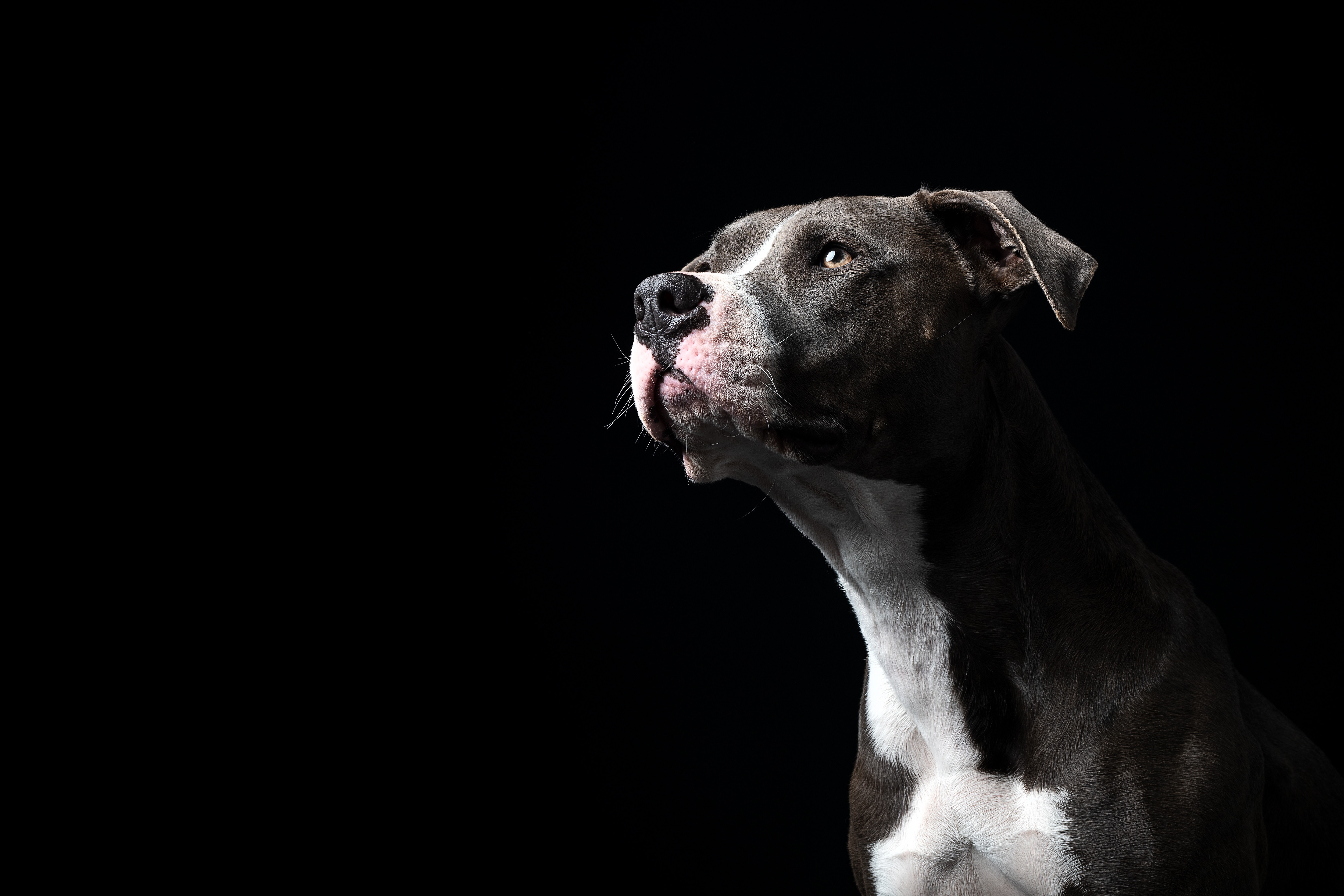 492506 descargar fondo de pantalla animales, bull terrier, staffordshire bull terrier, perros: protectores de pantalla e imágenes gratis