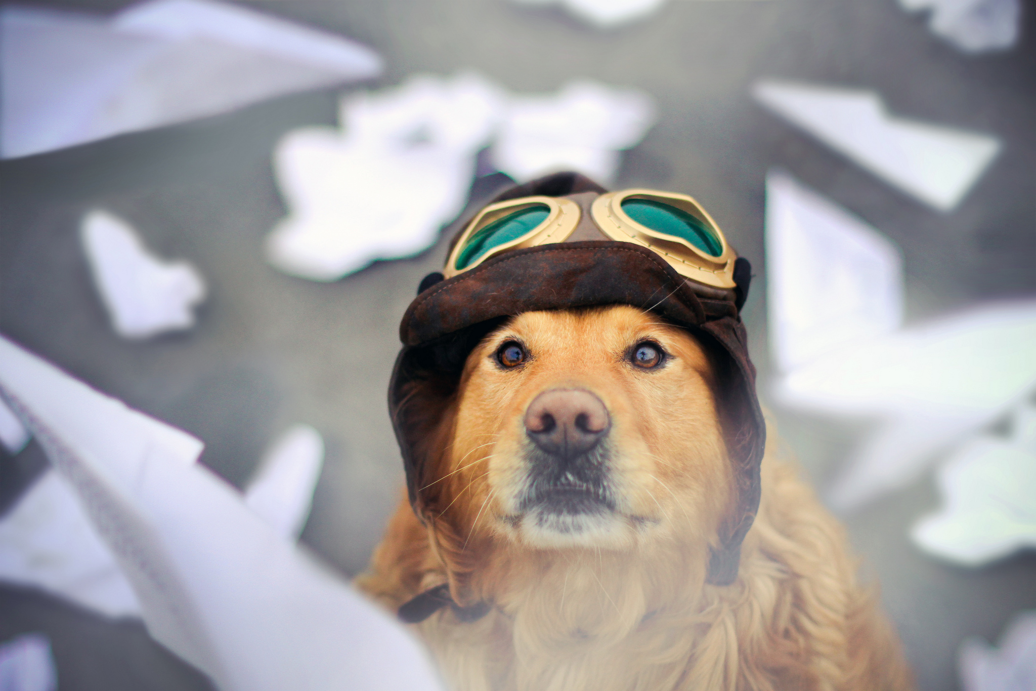 Téléchargez gratuitement l'image Animaux, Chiens, Golden Retriever sur le bureau de votre PC