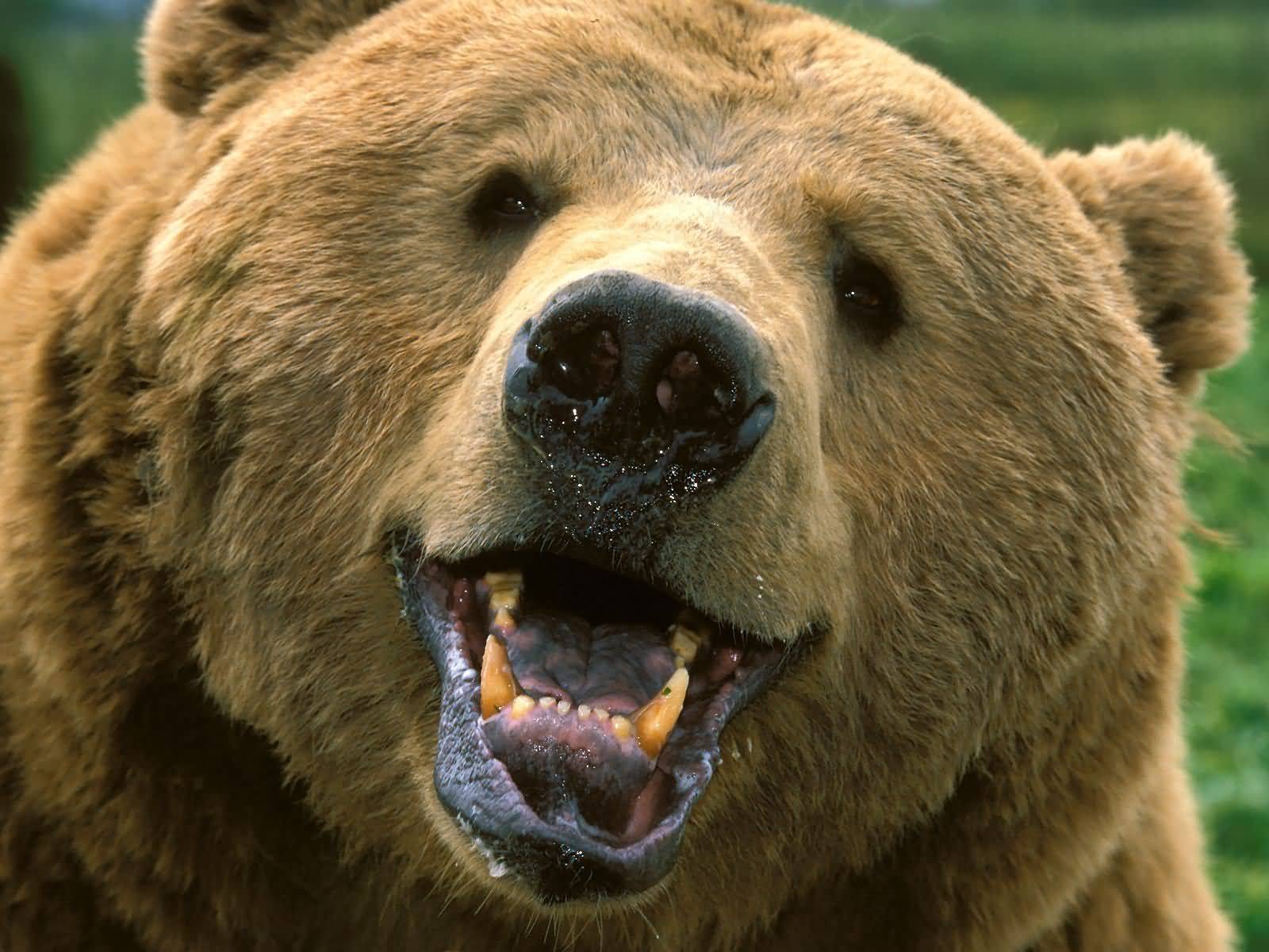 522250 baixar imagens animais, urso, ursos - papéis de parede e protetores de tela gratuitamente