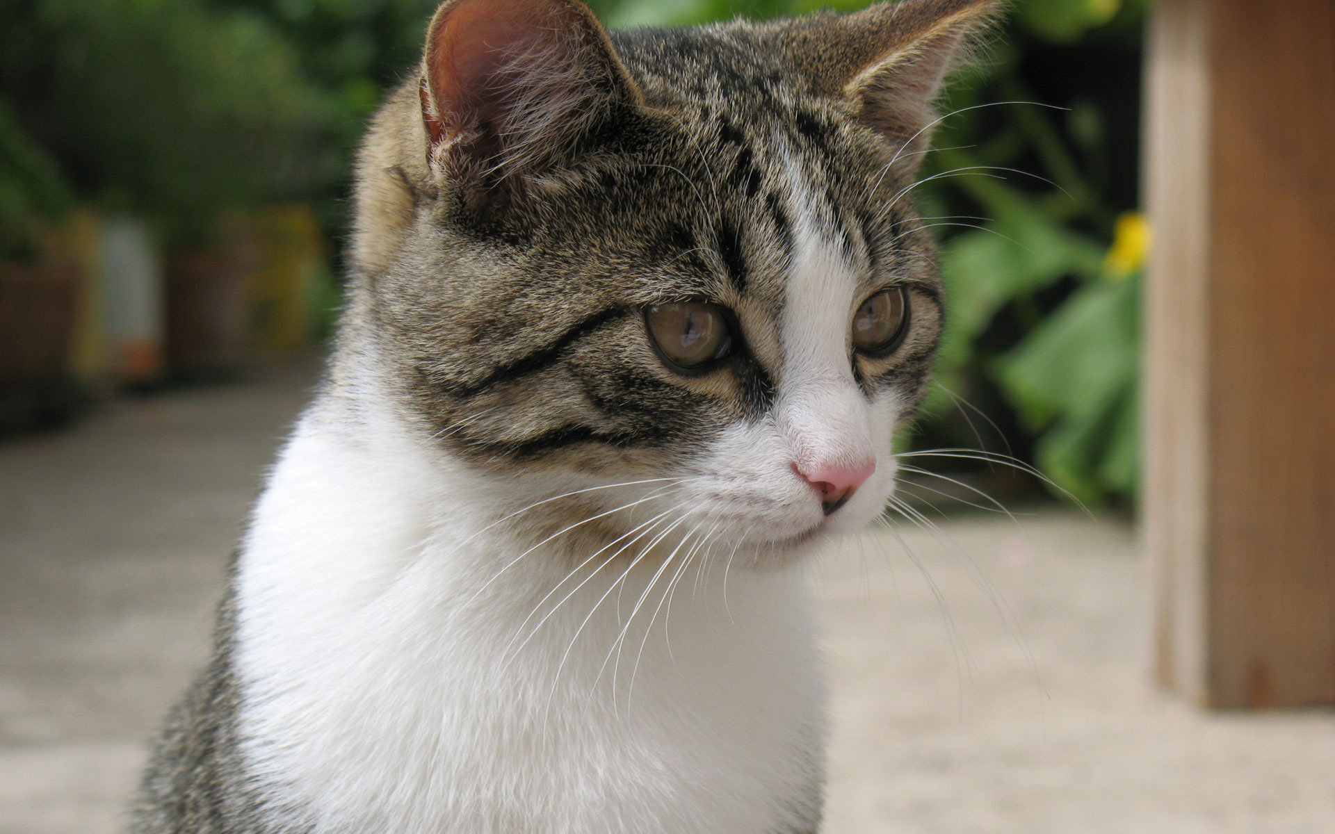 Téléchargez des papiers peints mobile Animaux, Chat gratuitement.