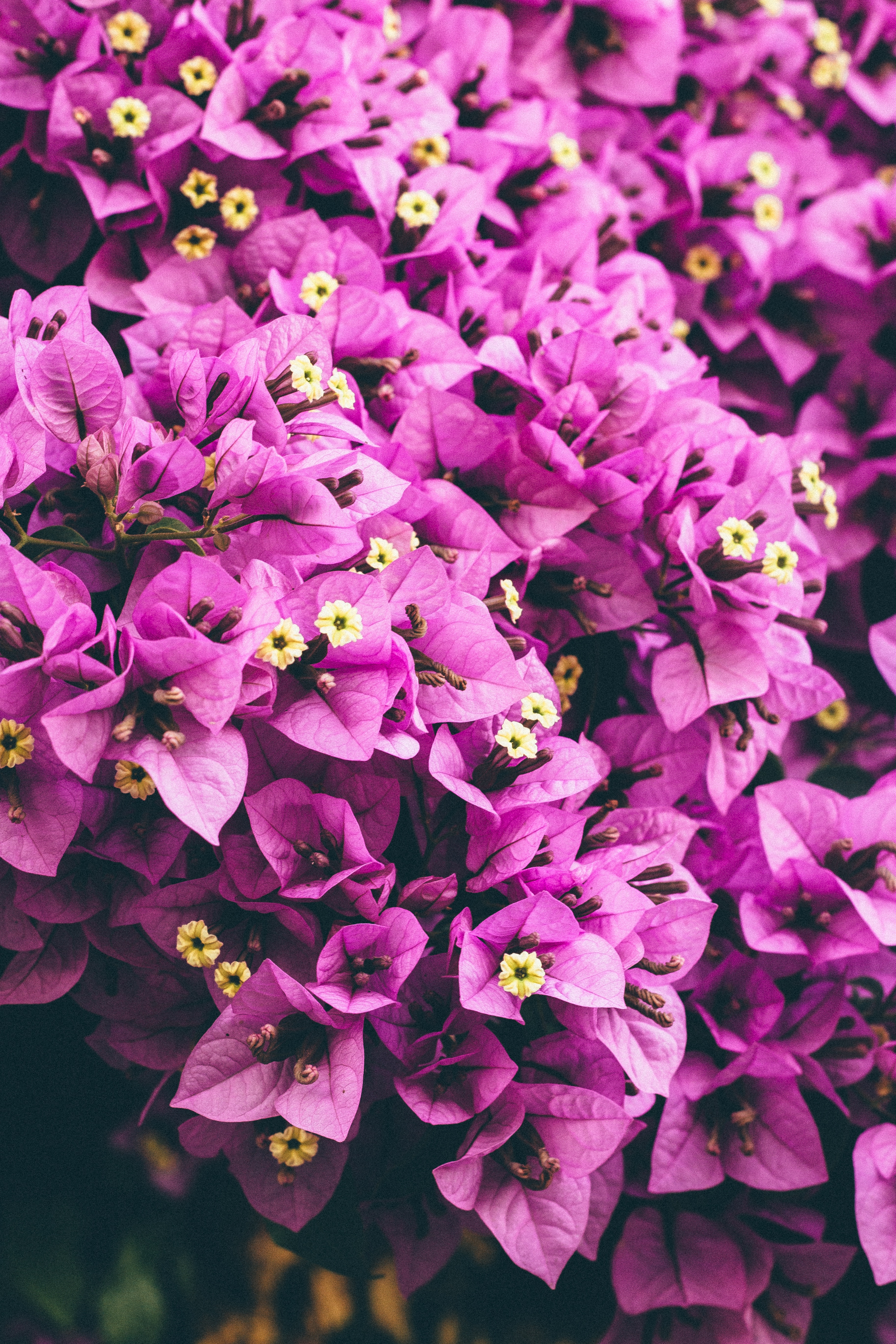 flowers, violet, petals, purple, garden