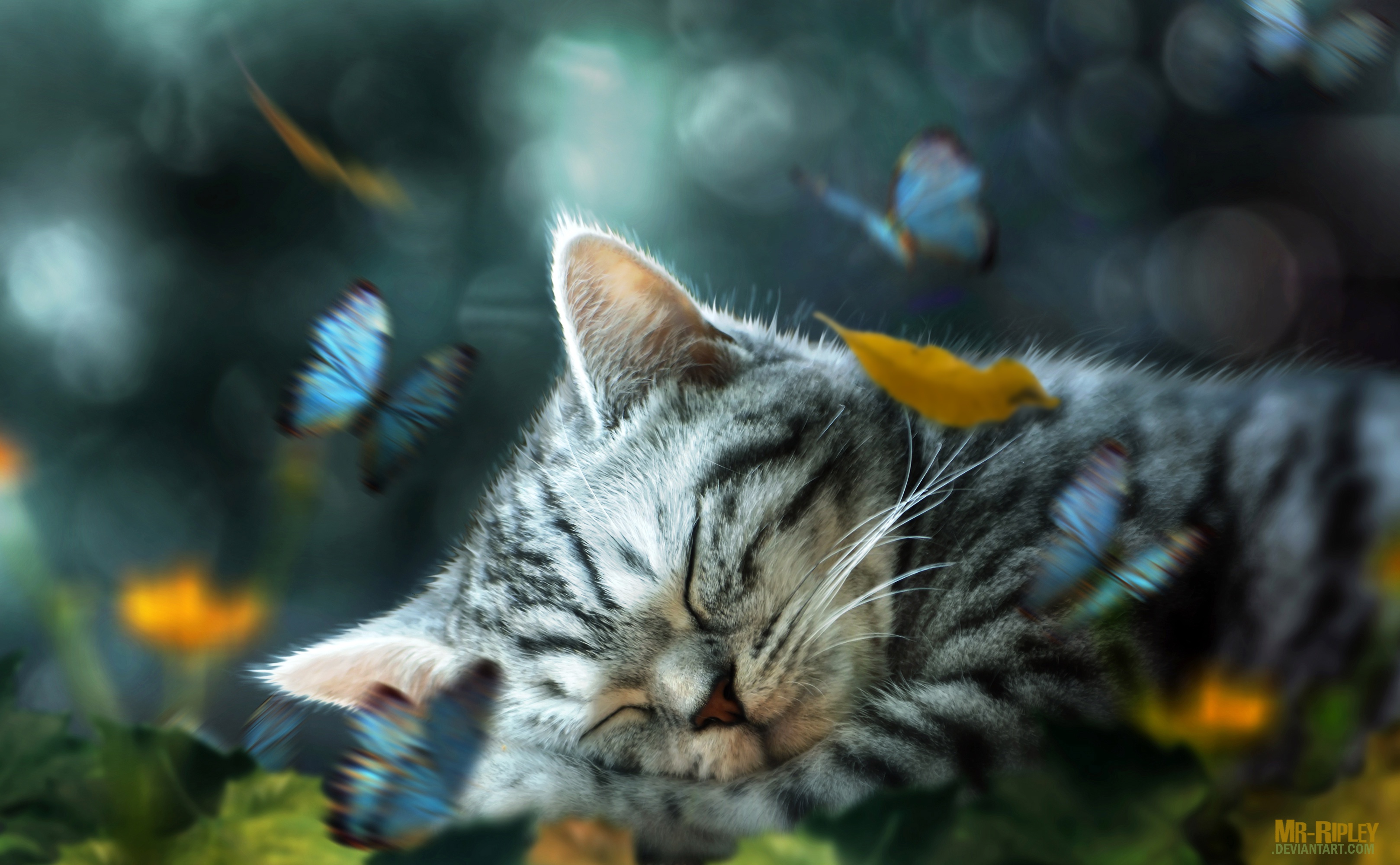 Laden Sie das Tiere, Katzen, Schmetterlinge, Katze, Schlafen, Bokeh, Manipulation-Bild kostenlos auf Ihren PC-Desktop herunter