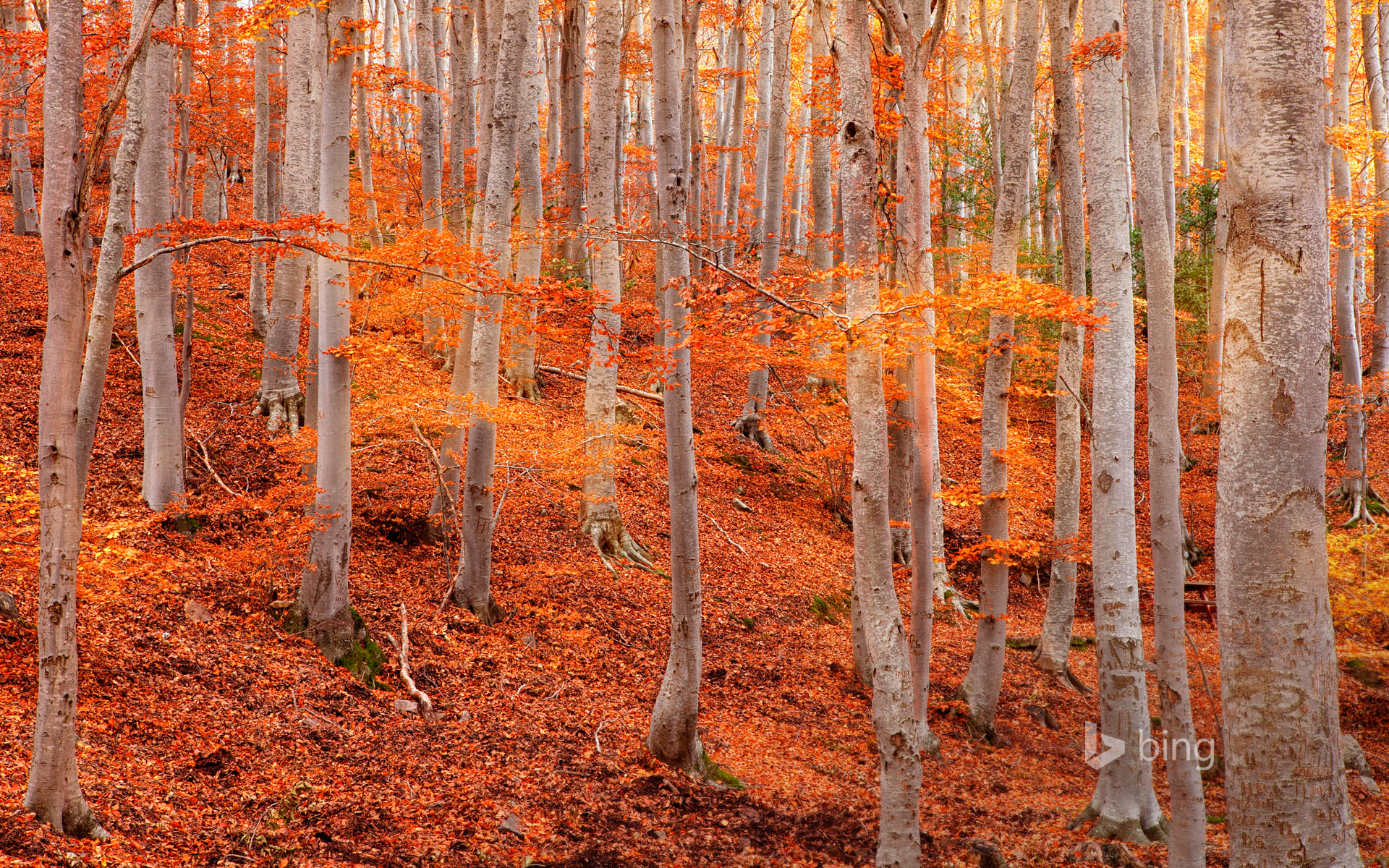 Baixe gratuitamente a imagem Outono, Folha, Terra/natureza na área de trabalho do seu PC