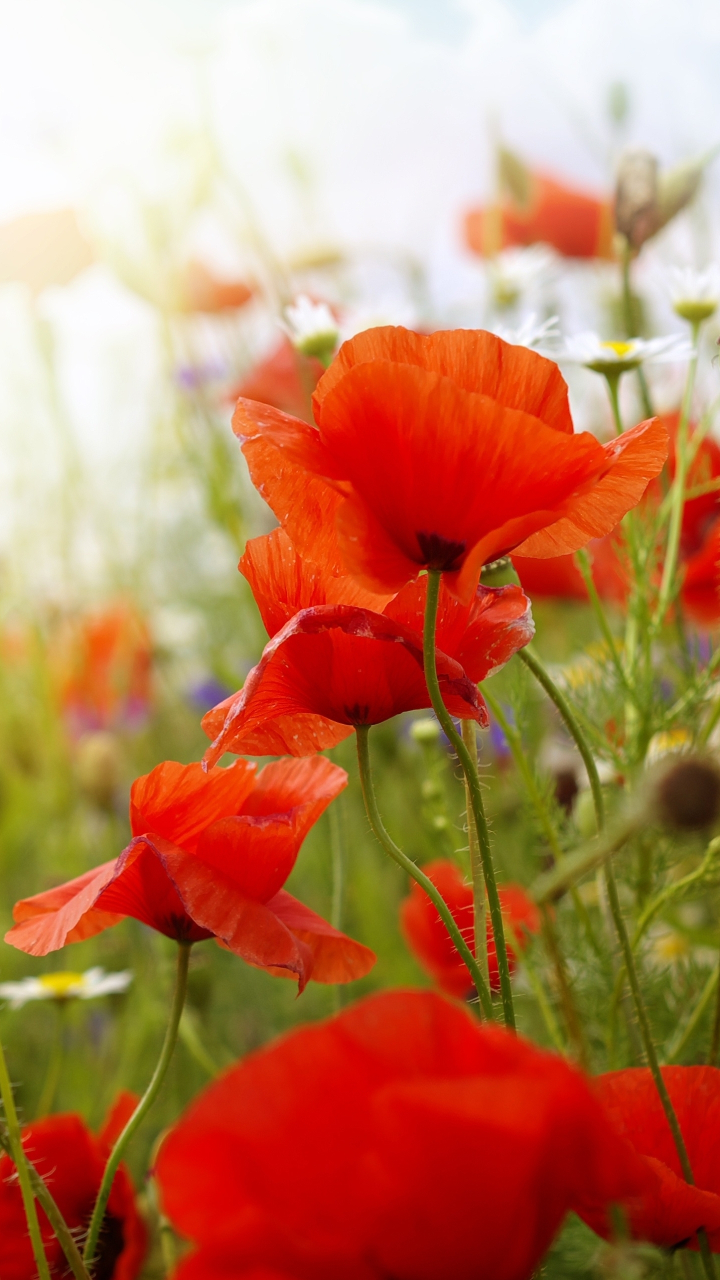 Free download wallpaper Flowers, Flower, Earth, Poppy on your PC desktop