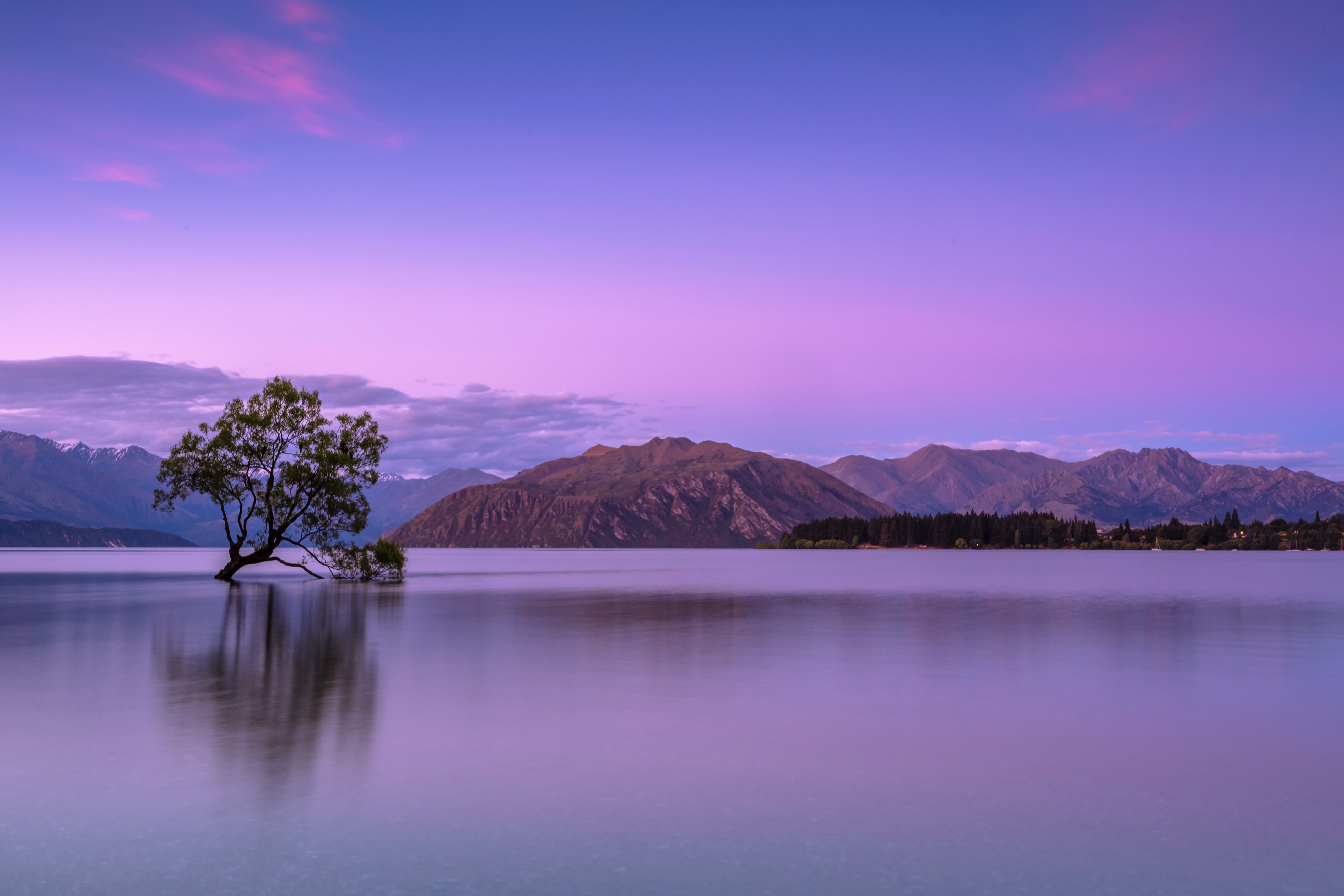 Скачать картинку Новая Зеландия, Дерево, Земля/природа, Озеро Ванака в телефон бесплатно.