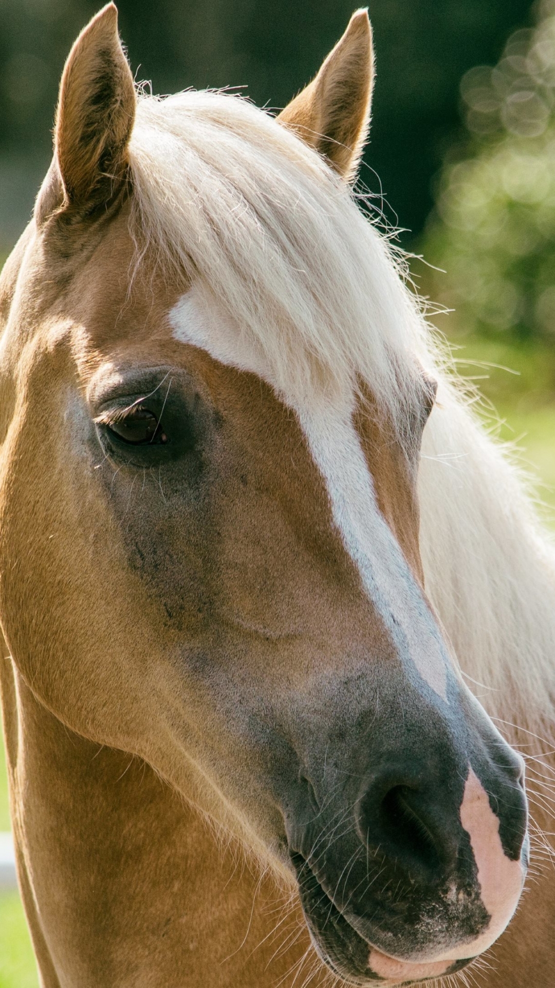 無料モバイル壁紙動物, 馬をダウンロードします。