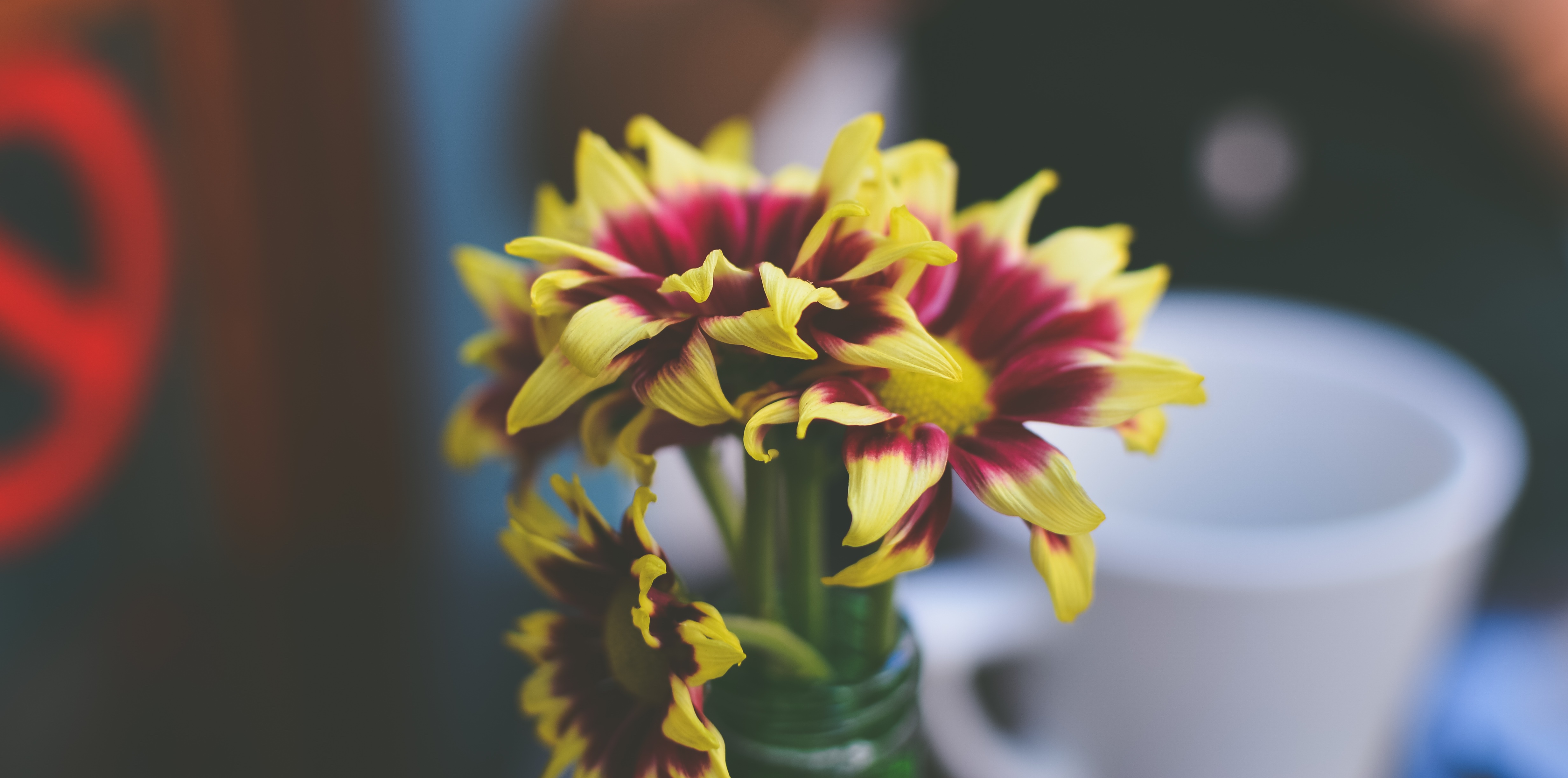 Download mobile wallpaper Petals, Flowers, Vase for free.
