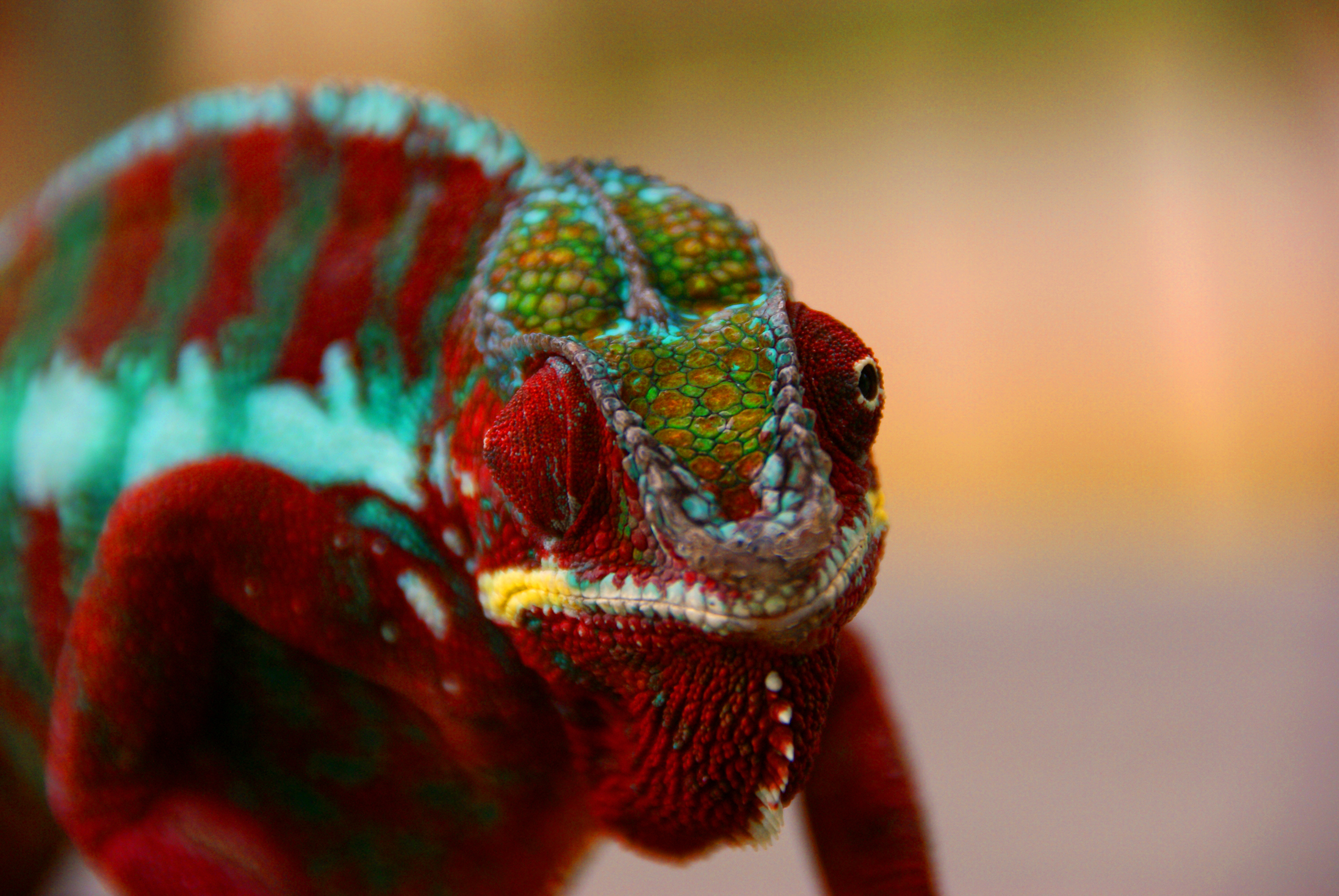 Téléchargez des papiers peints mobile Animaux, Lézard, Reptile, Caméléon, Coloré, Reptiles gratuitement.