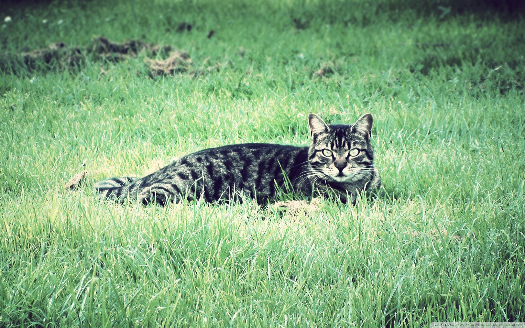 Baixe gratuitamente a imagem Animais, Gatos, Gato na área de trabalho do seu PC