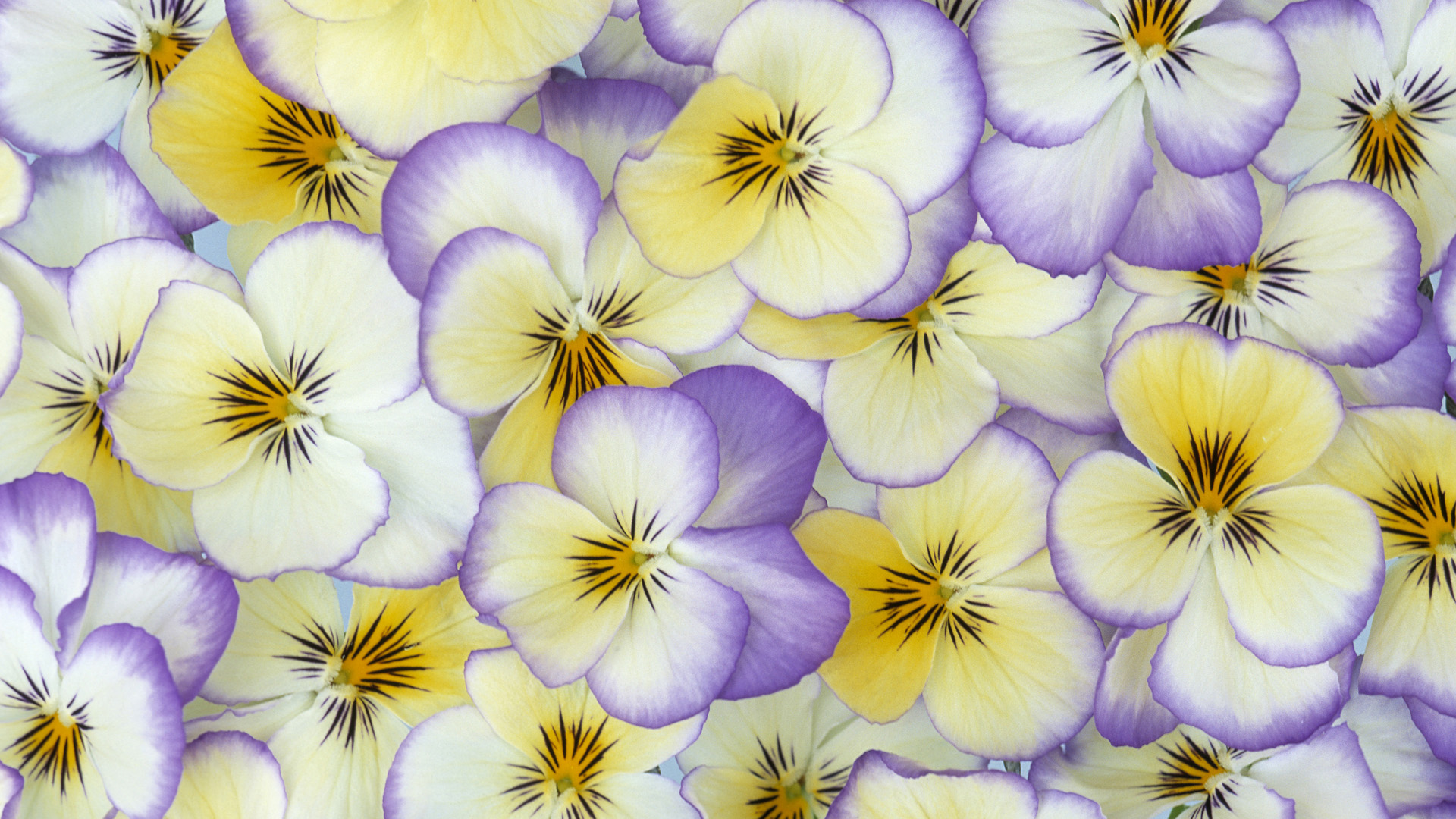 Download mobile wallpaper Pansy, Flowers, Nature, Flower, Earth for free.