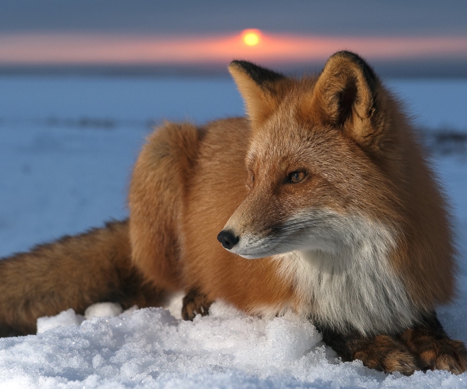 Download mobile wallpaper Sunset, Snow, Fox, Animal for free.