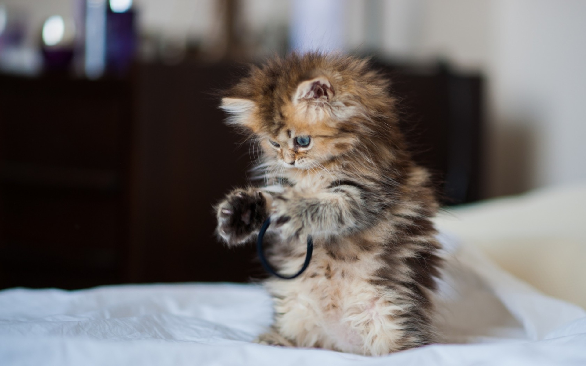 Téléchargez des papiers peints mobile Animaux, Chat gratuitement.