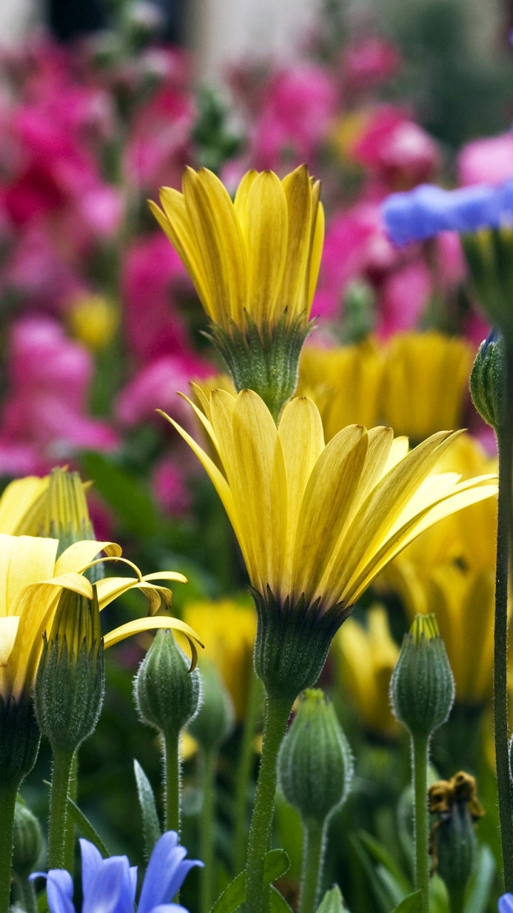 Baixar papel de parede para celular de Flores, Flor, Jardim, Colorado, Terra/natureza gratuito.
