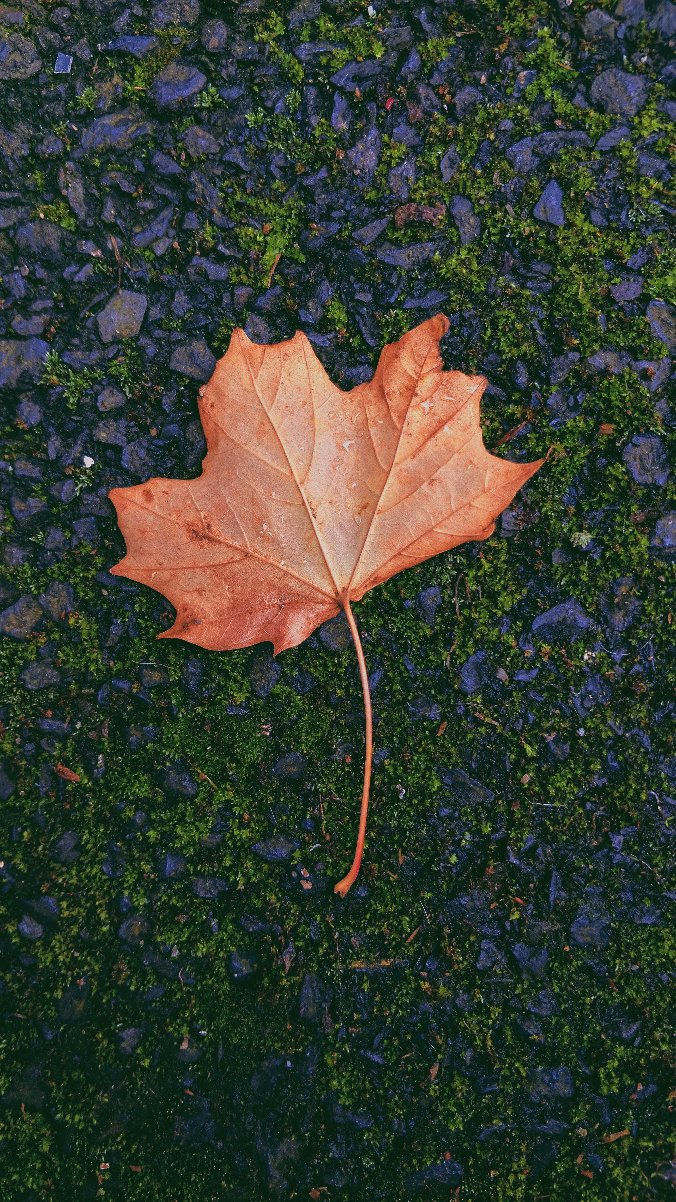 nature, autumn, sheet, leaf, moss, maple, fallen