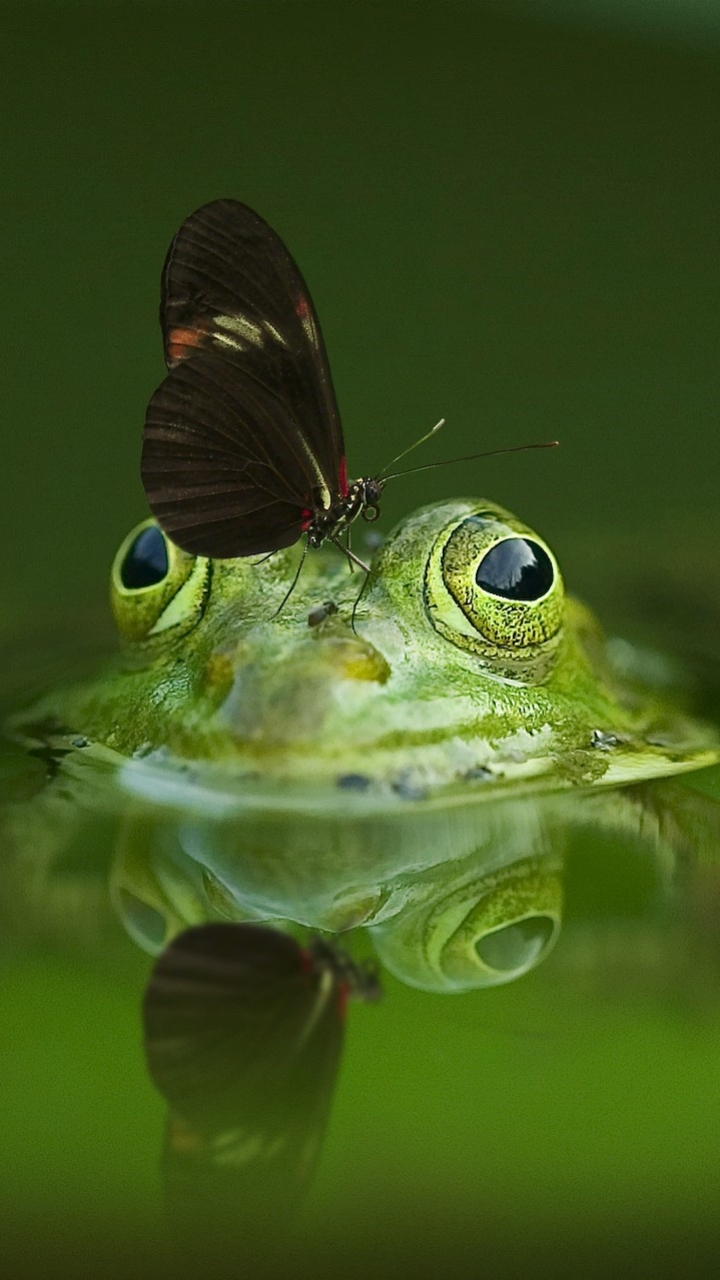 Download mobile wallpaper Frogs, Butterfly, Animal, Cute, Frog for free.