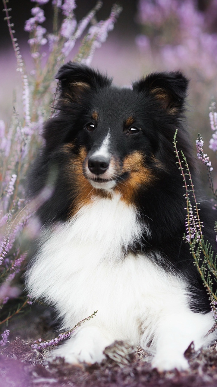無料モバイル壁紙動物, 犬, ラベンダー, 紫色の花, シェットランド・シープドッグをダウンロードします。