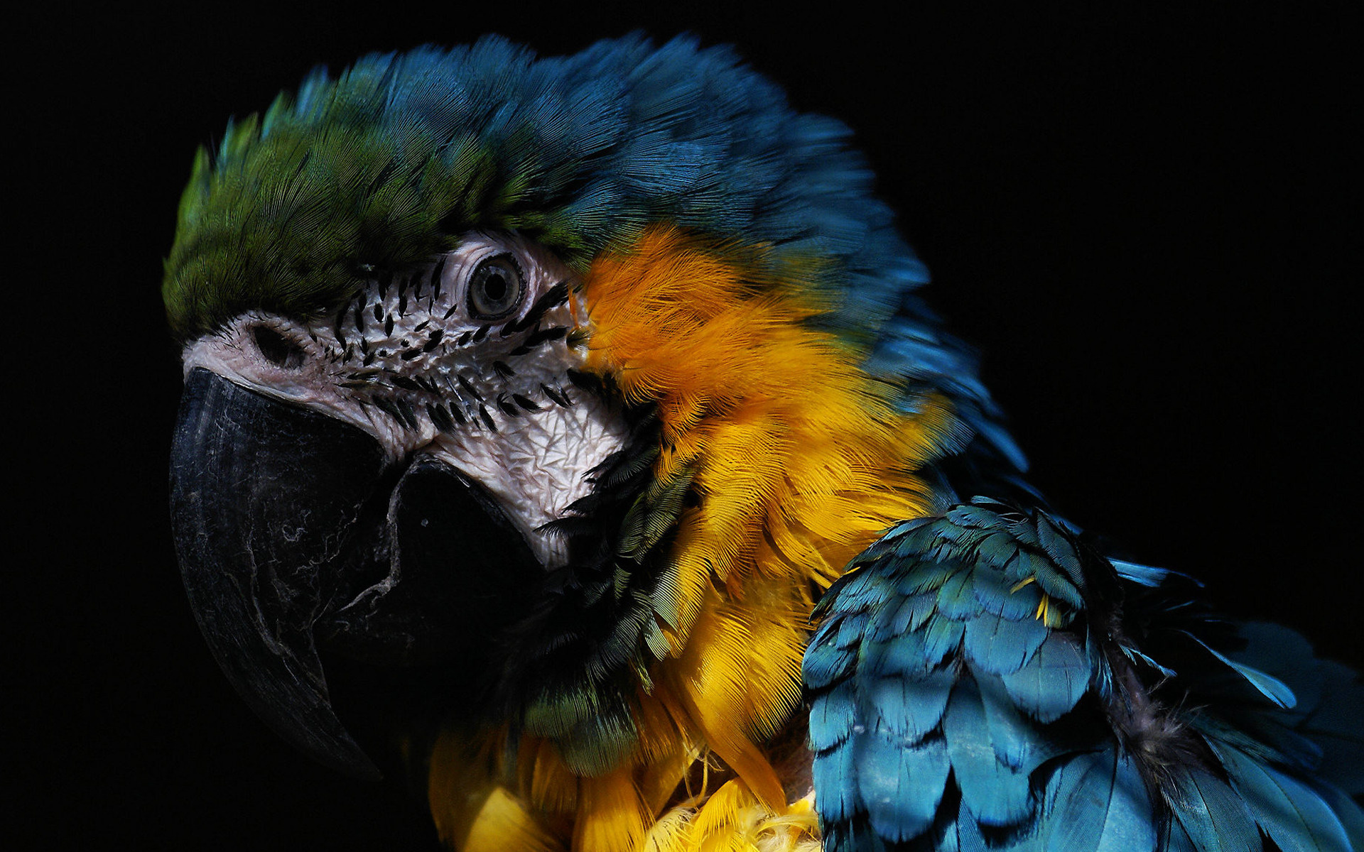 173891 descargar fondo de pantalla animales, guacamayo azul y amarillo, aves: protectores de pantalla e imágenes gratis
