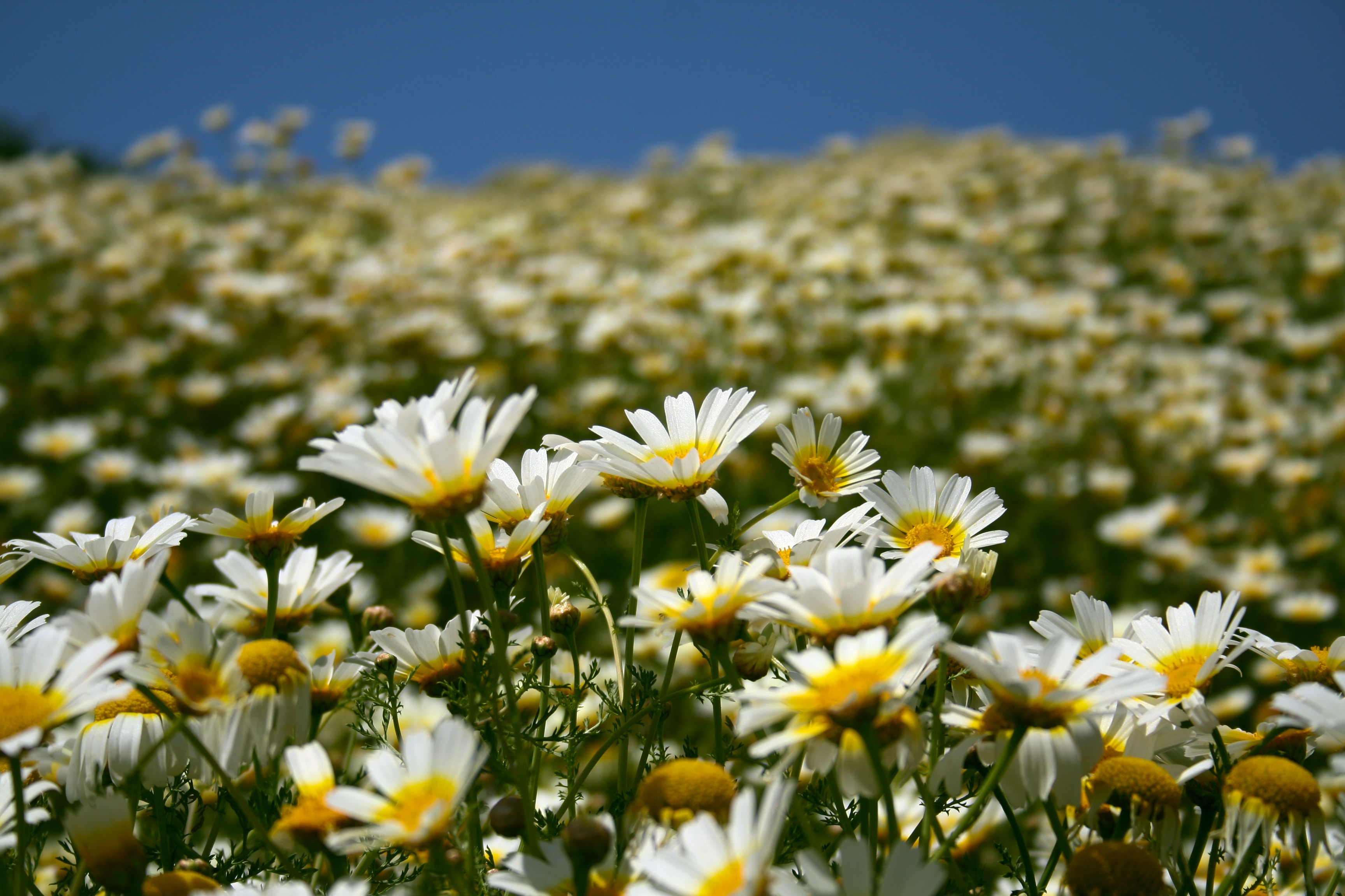 Download mobile wallpaper Field, Petals, Flowers, Camomile for free.