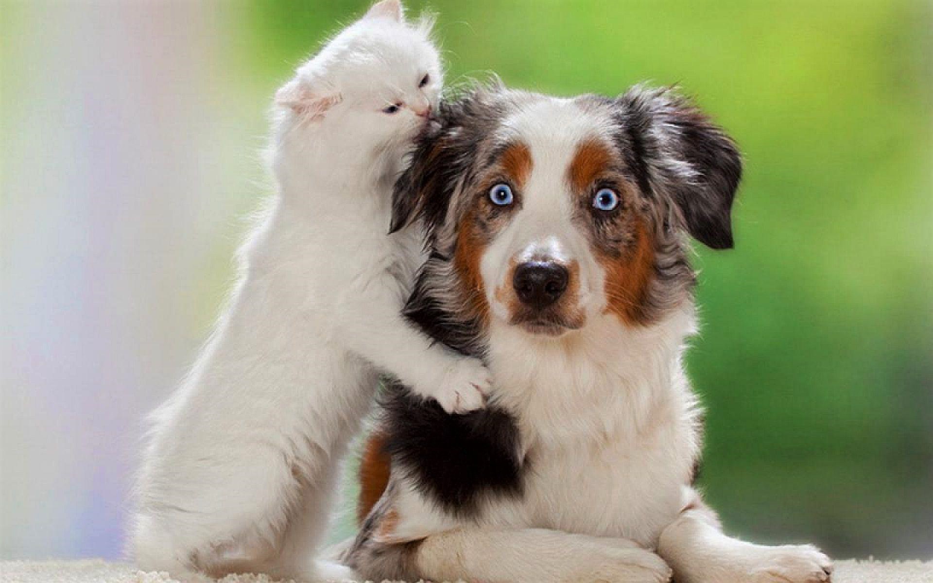 Laden Sie das Tiere, Katze, Hund, Süß, Katz & Hund-Bild kostenlos auf Ihren PC-Desktop herunter