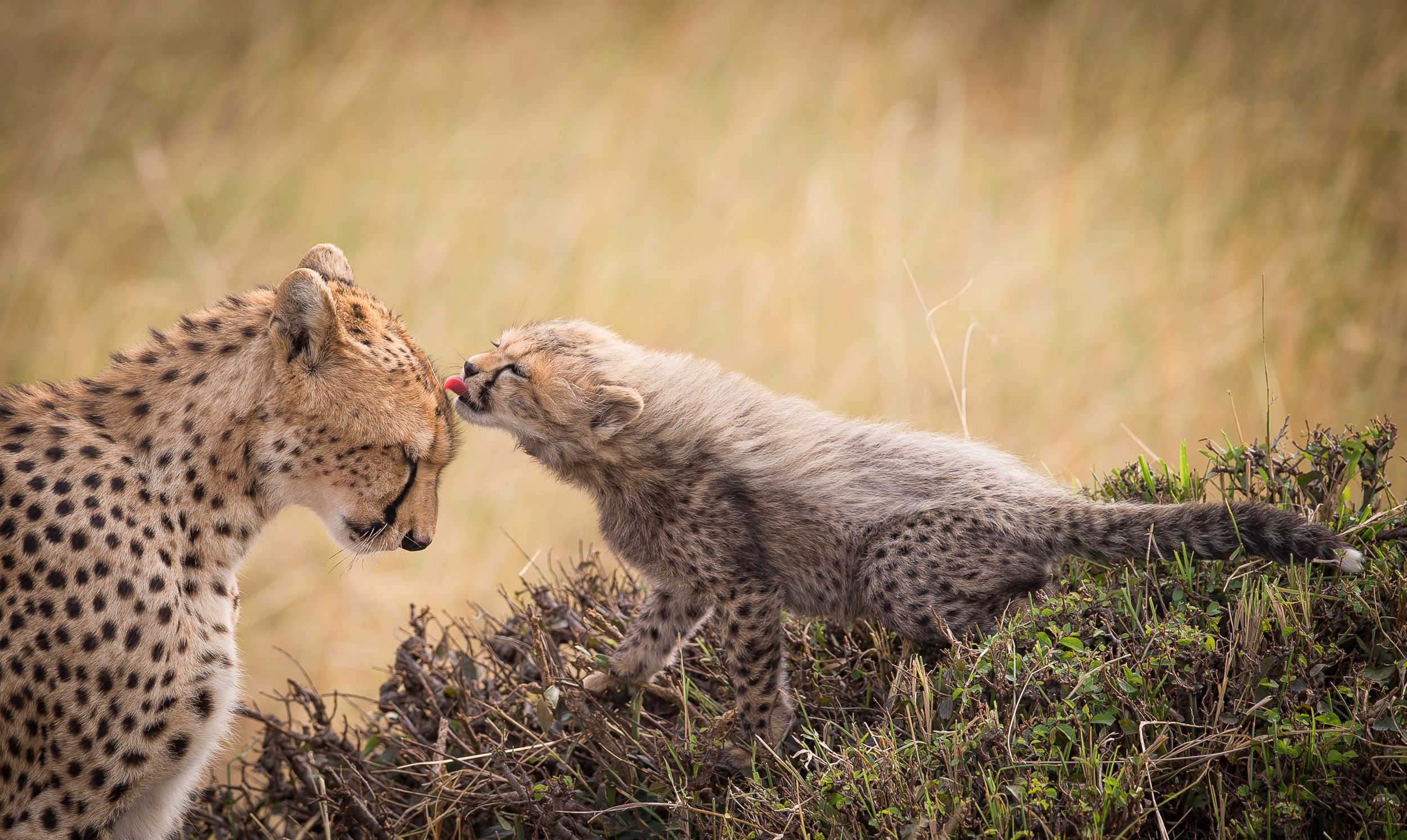 Download mobile wallpaper Cats, Cheetah, Animal, Baby Animal for free.