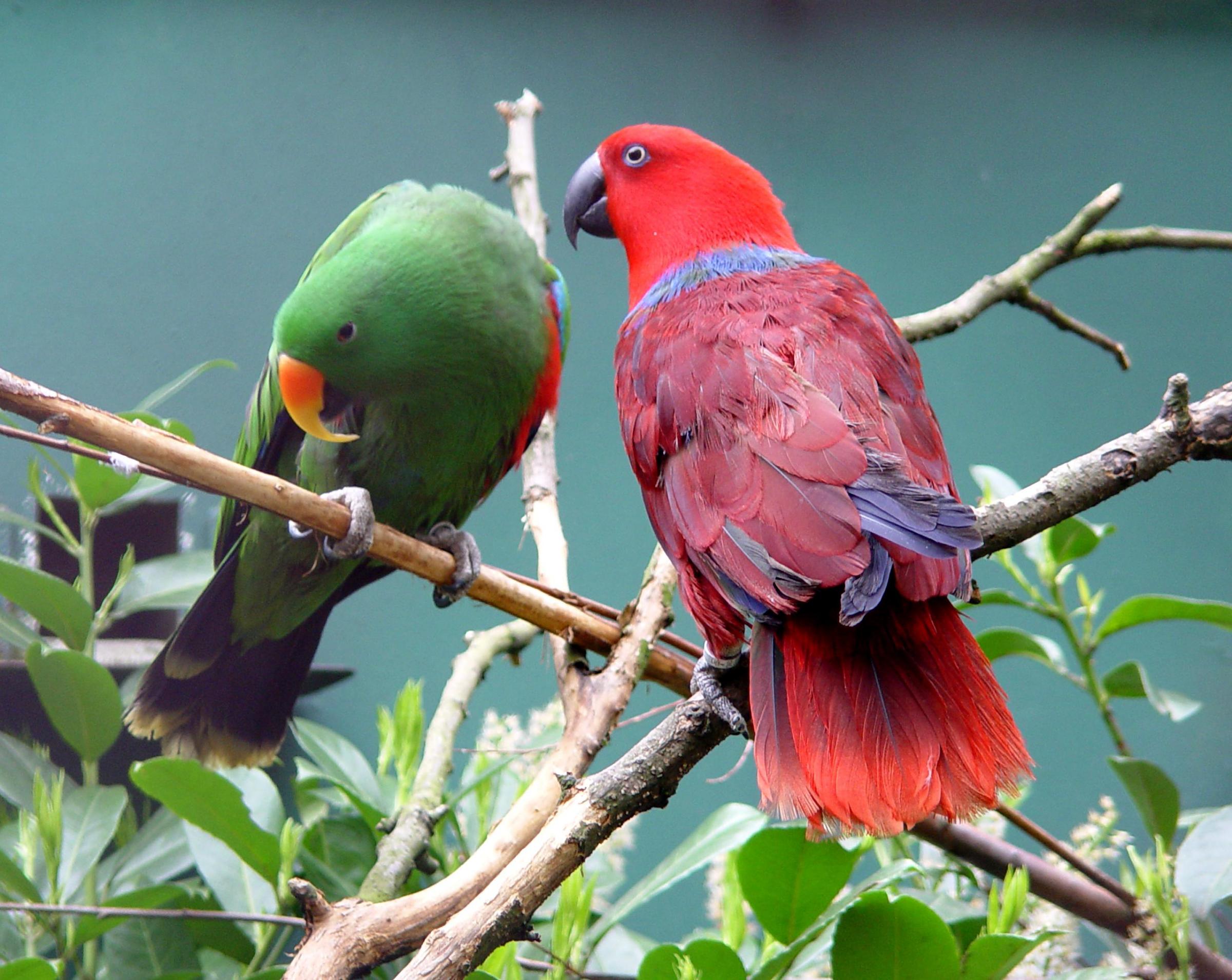 Baixar papel de parede para celular de Papagaio, Pássaro, Aves, Animais gratuito.