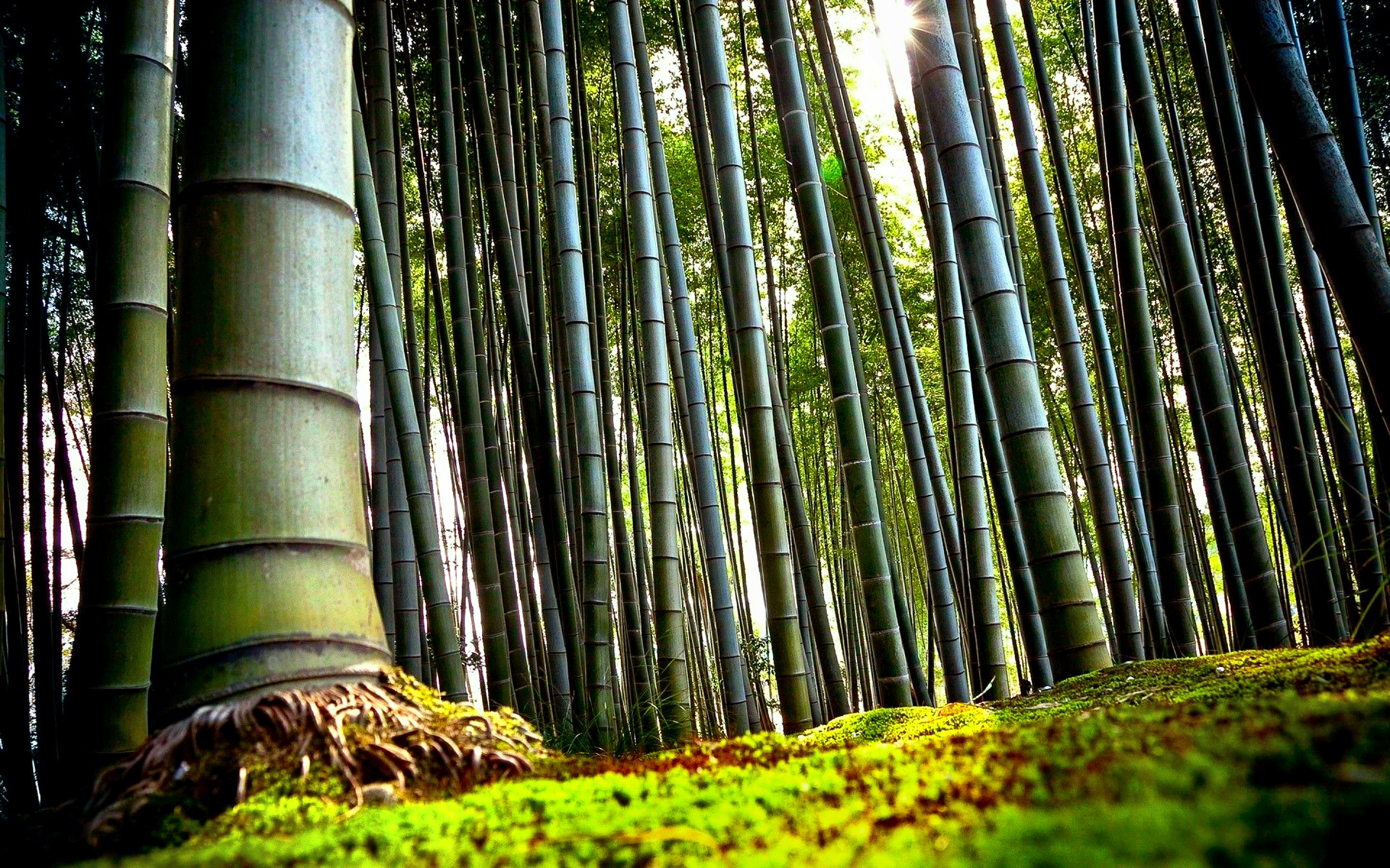 564212 завантажити шпалери земля, бамбук, ліс, природа, дерево - заставки і картинки безкоштовно