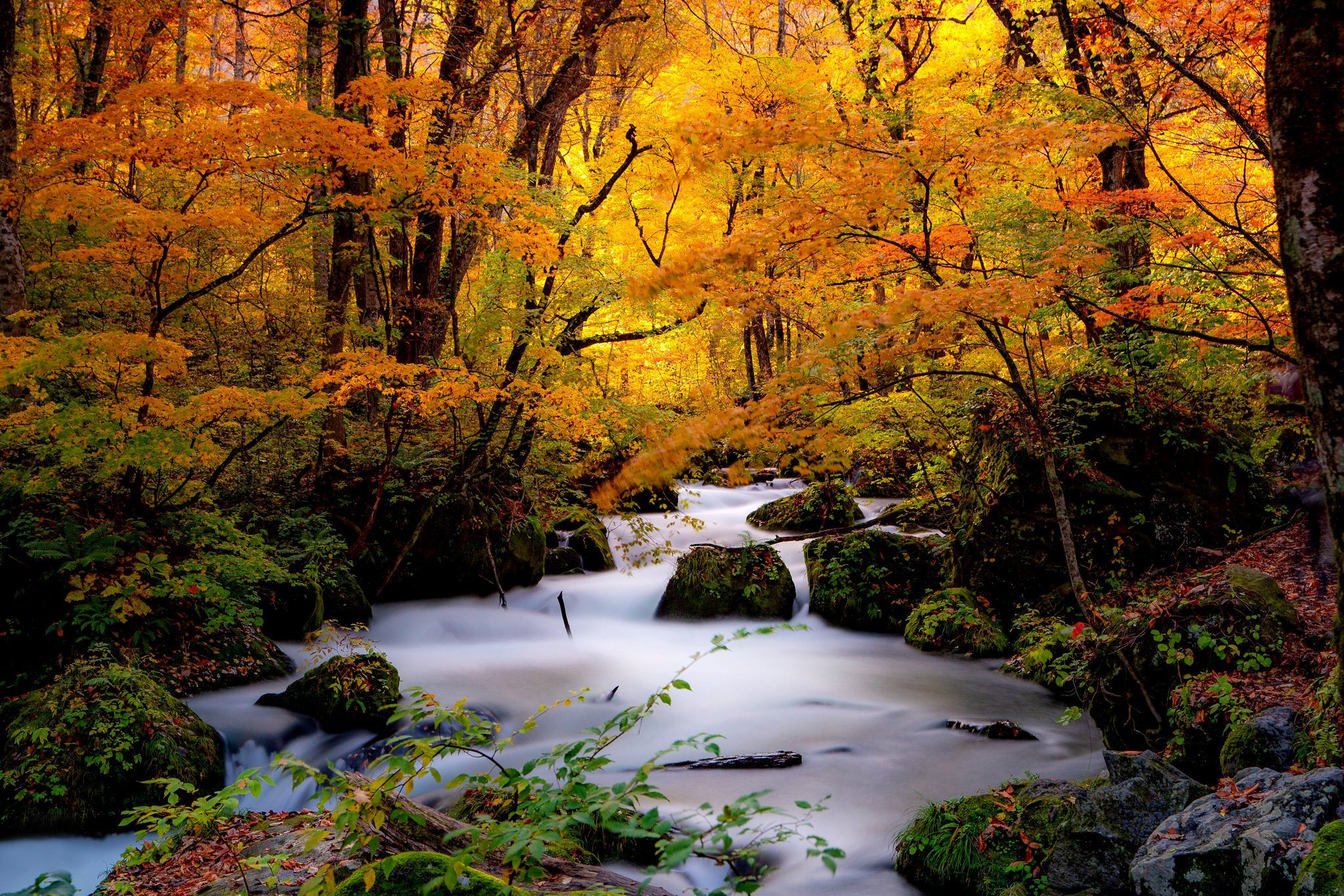 Baixar papel de parede para celular de Outono, Pedra, Floresta, Japão, Corrente, Terra/natureza gratuito.