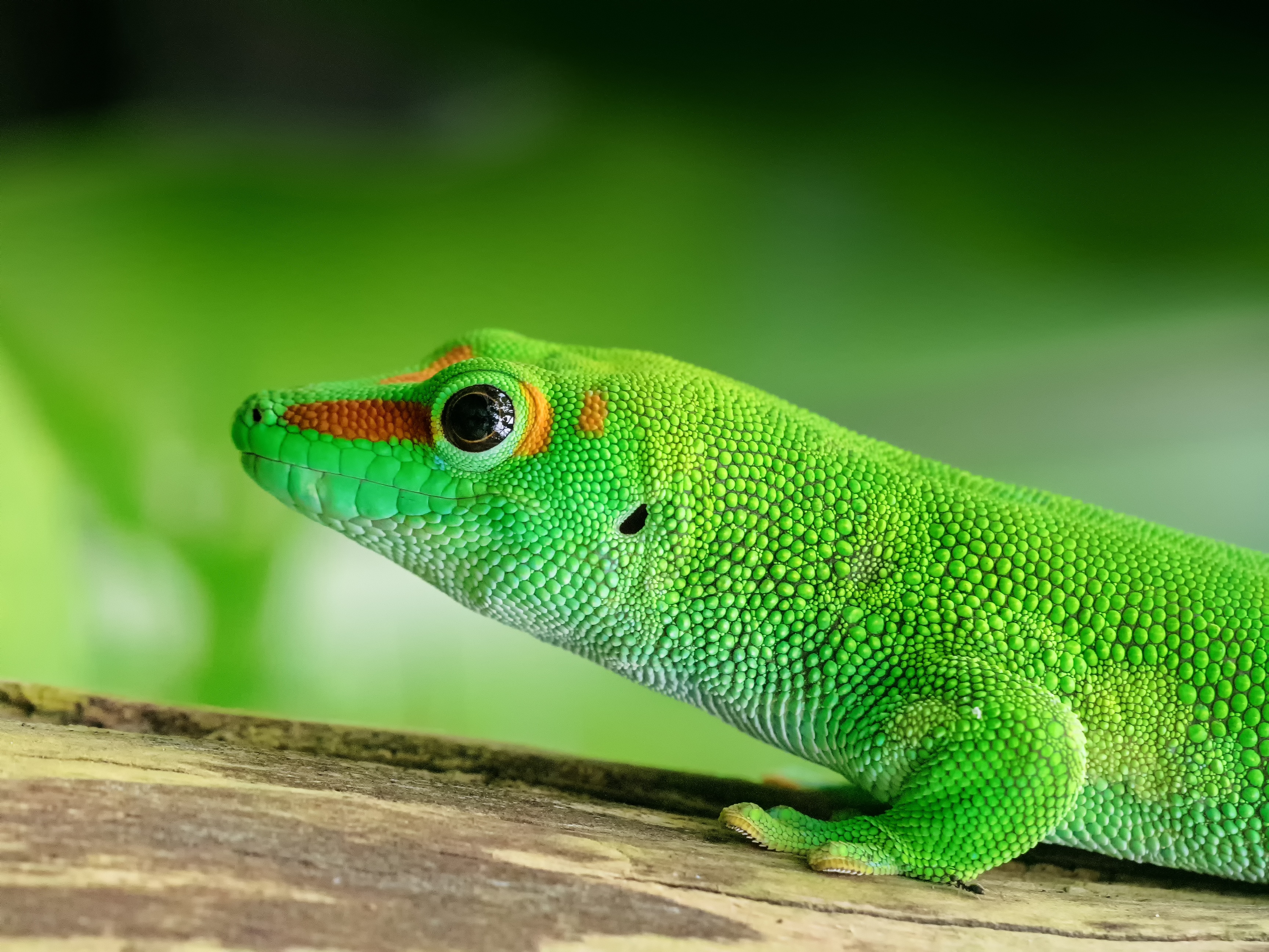 Download mobile wallpaper Reptile, Animals, Lizard, Color for free.
