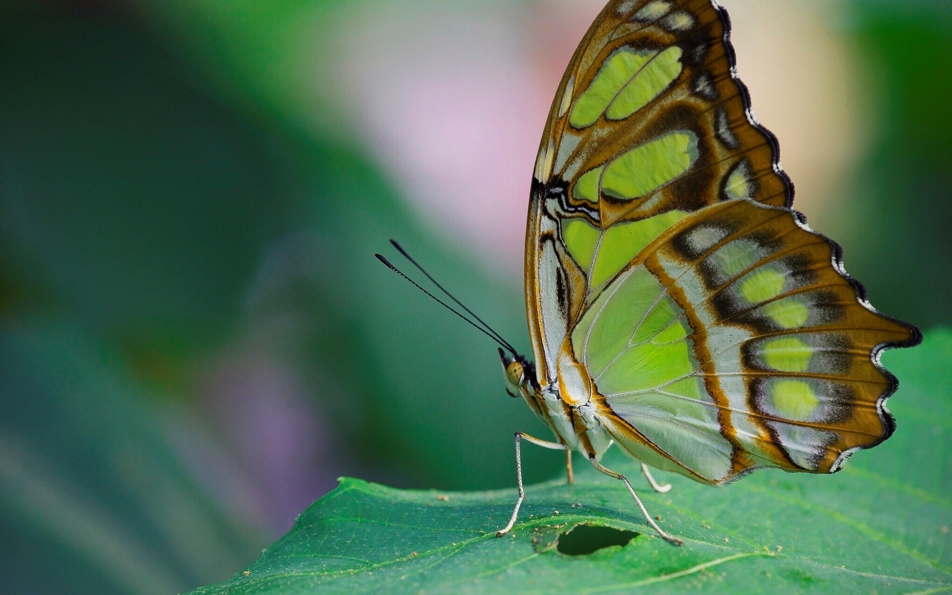 Free download wallpaper Leaf, Butterfly, Animal on your PC desktop