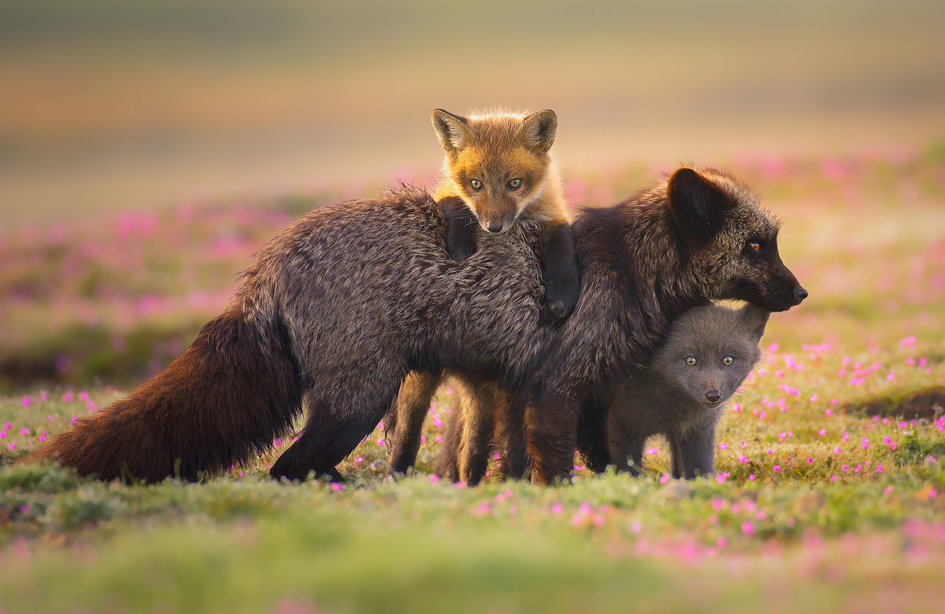 animal, fox, baby animal, cub, silver fox (animal)